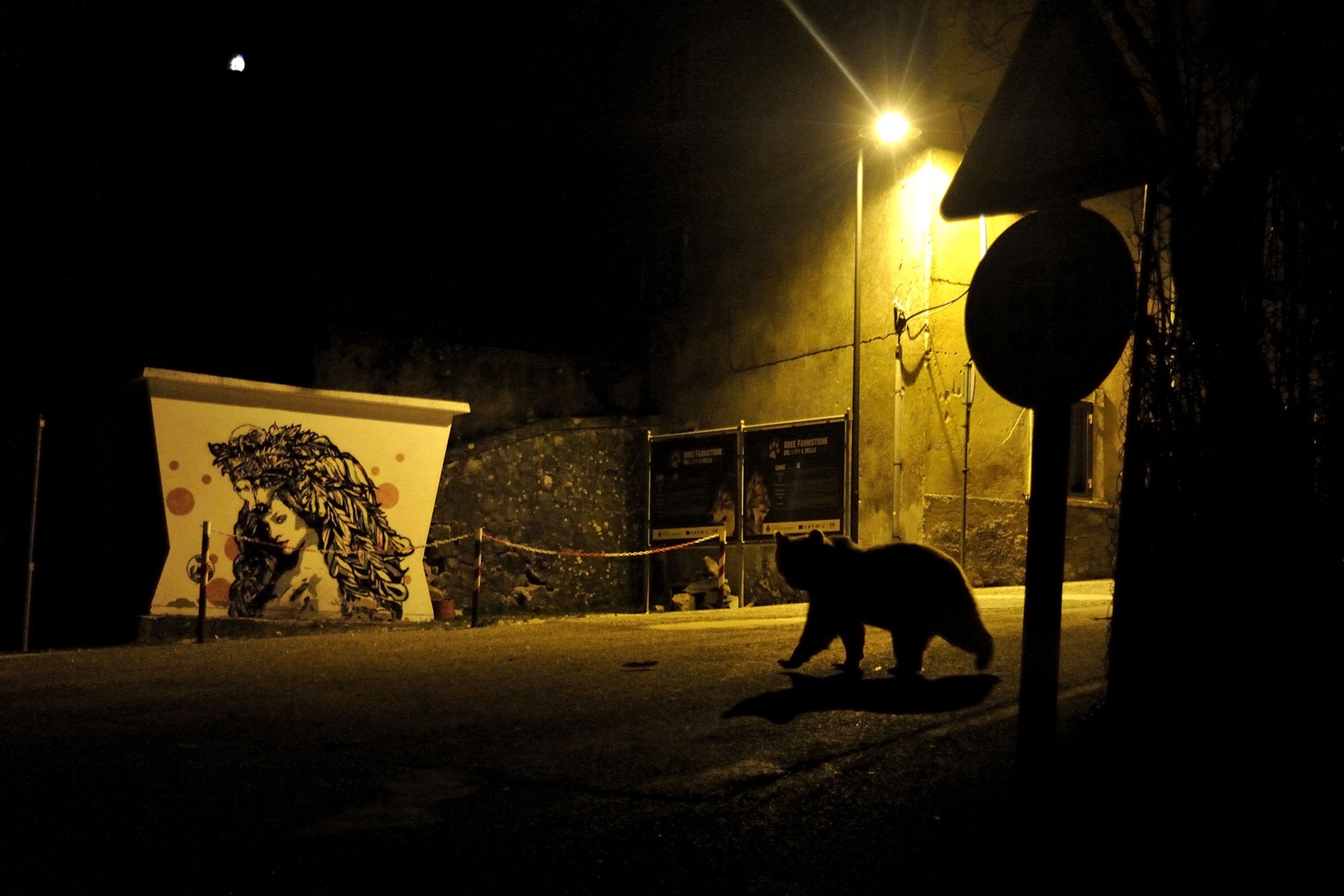 a marsican brown bear