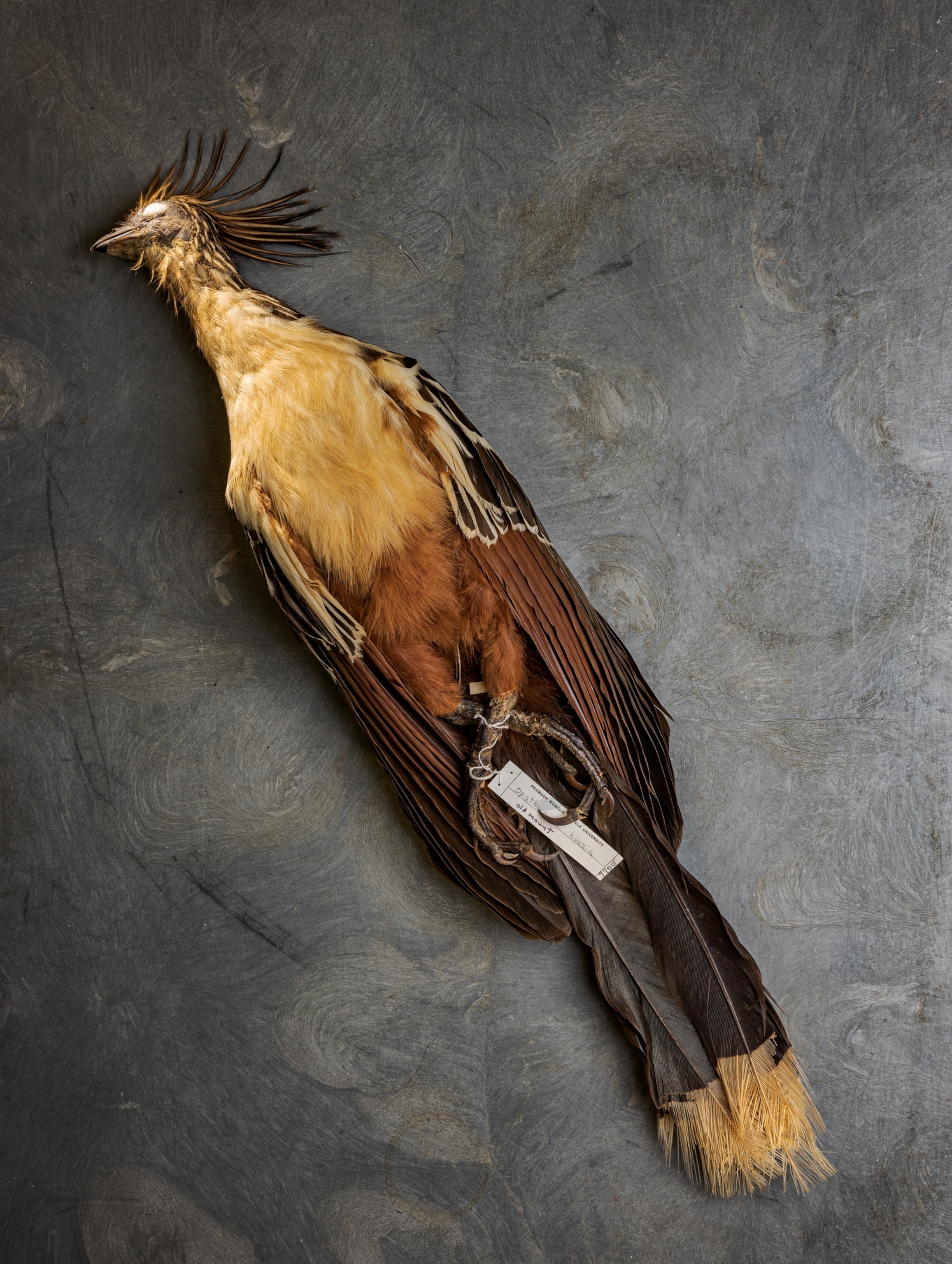 bird specimen on a gray backdrop