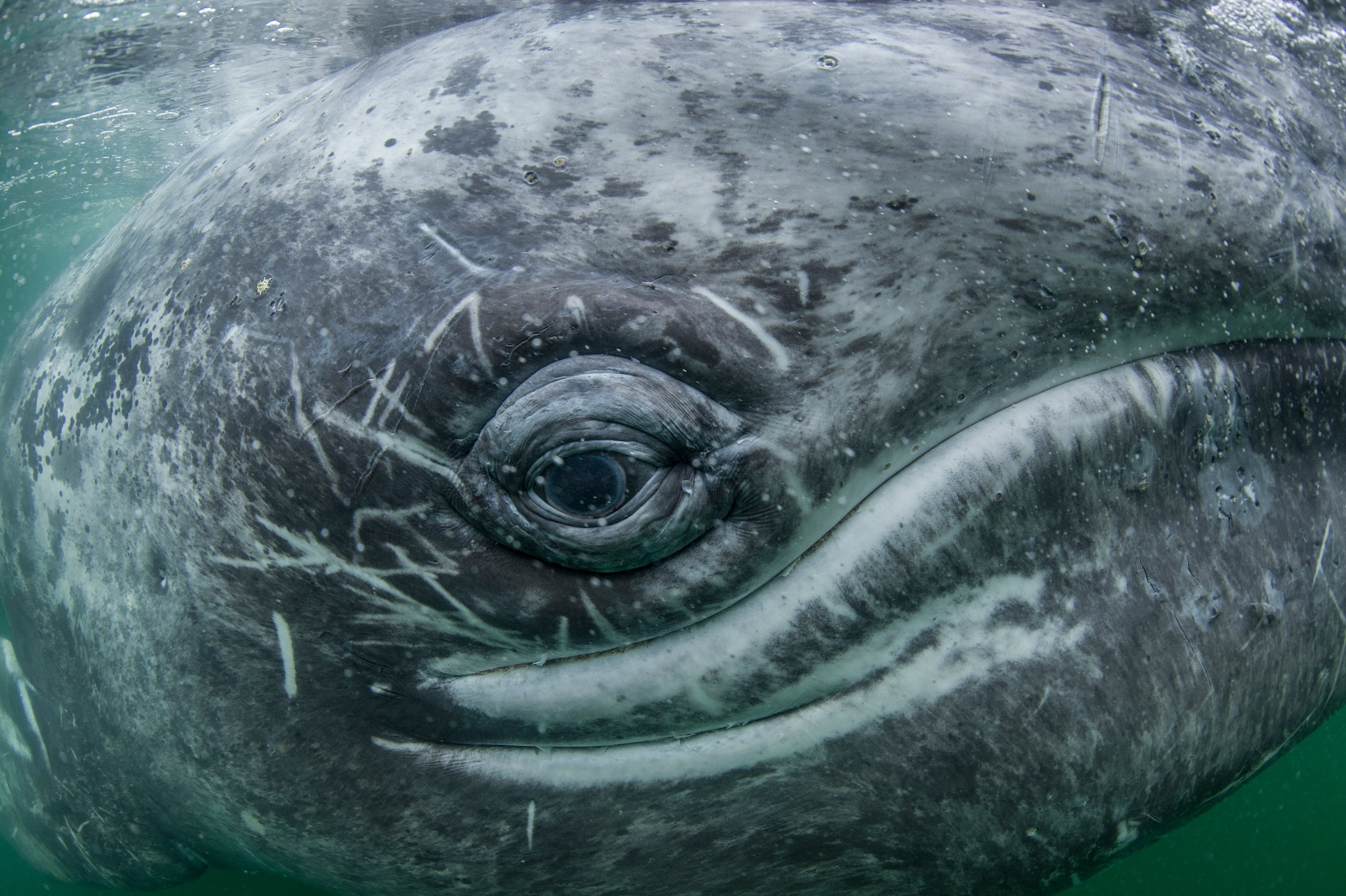a grey whale eye