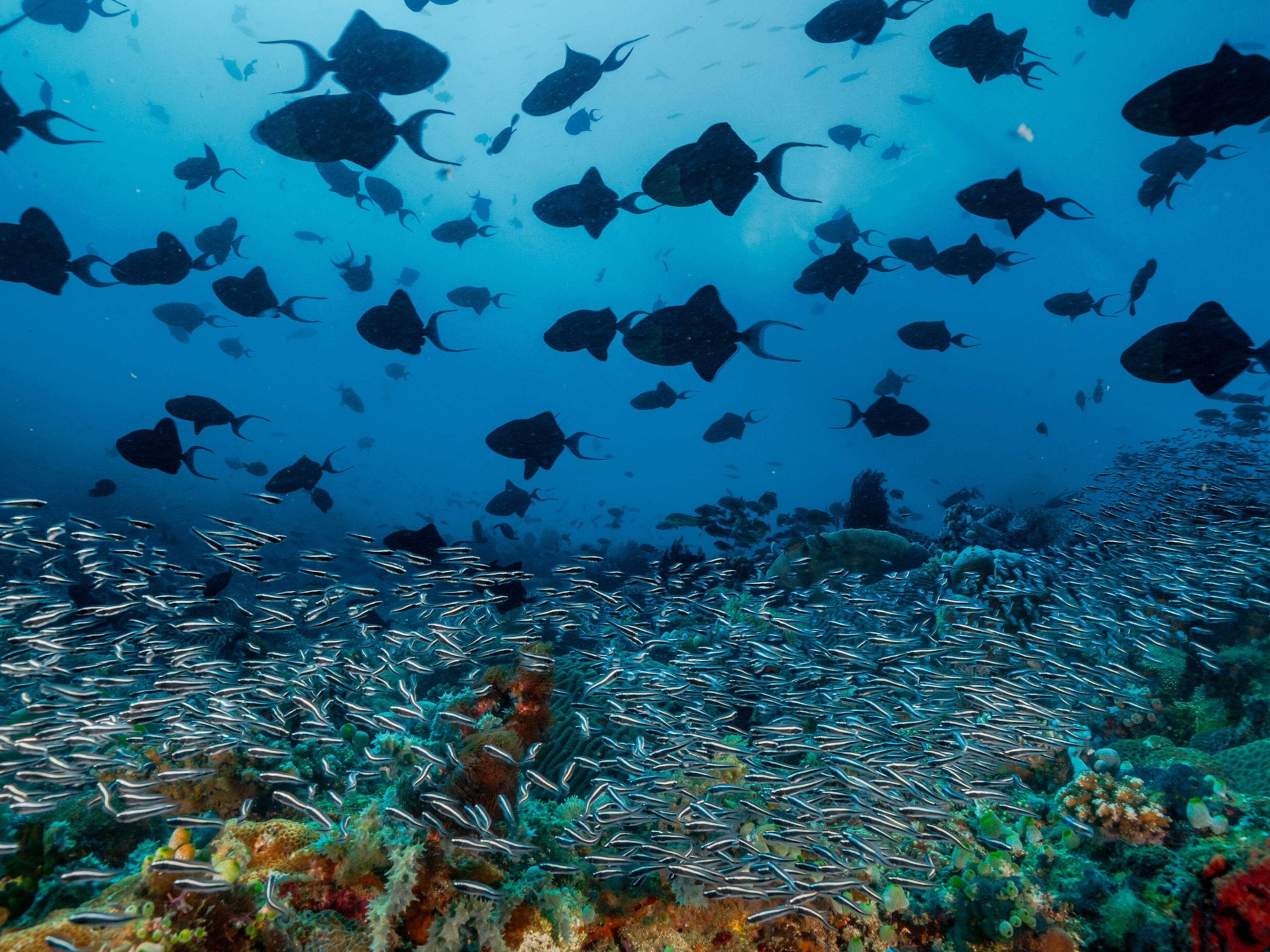 Picture of a silhouetted school of triggerfish with their distinctive, wide, two-pronged tail fins.