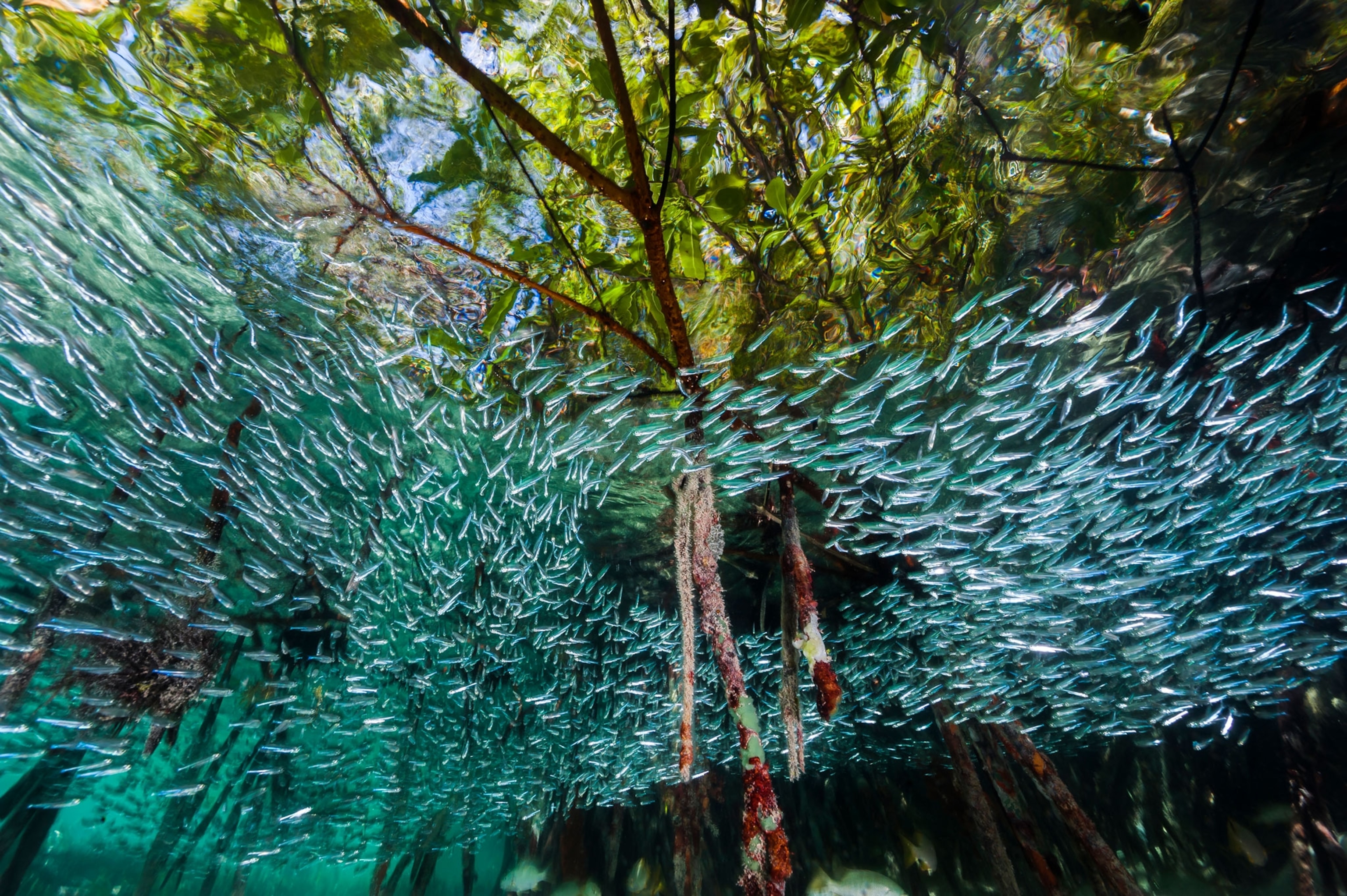 A school of silversides swim through a mangrove forest.