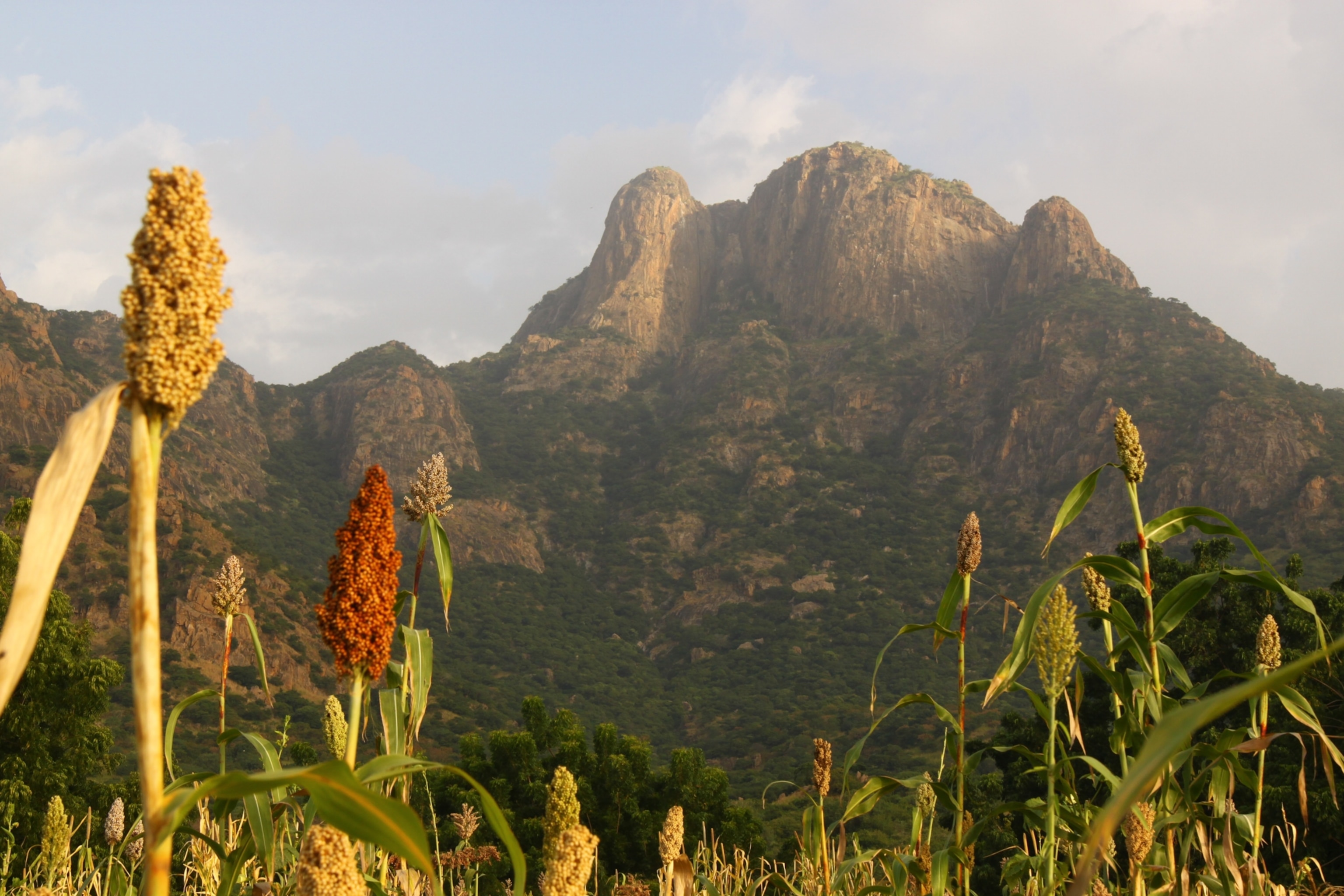 Flowers bloom in the foreground with the mountain in the background.