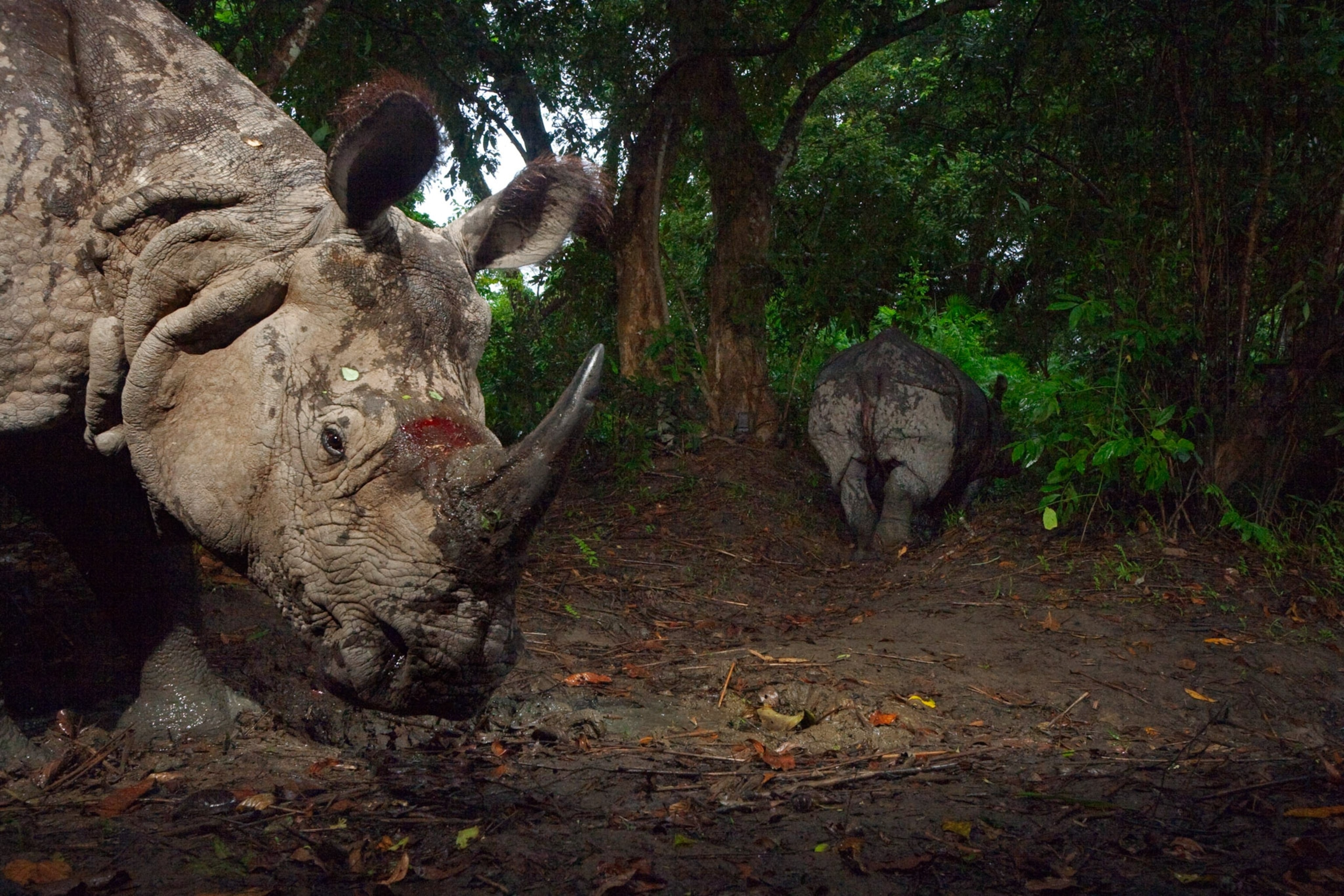 a bloodied one-horned Indian rhino in Kaziranga National Park, India