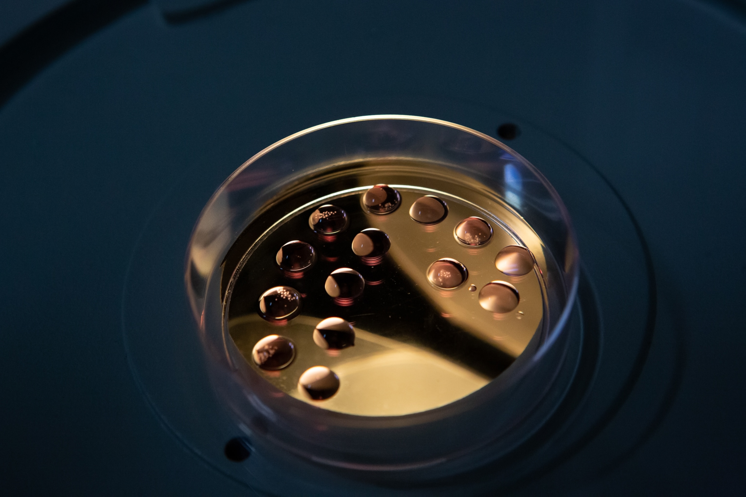 ovules in a dish under a microscope
