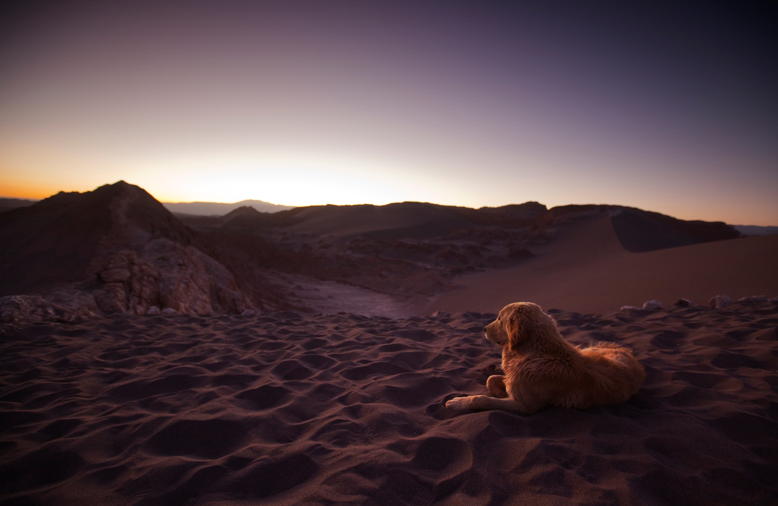 A golden retriever lays and looks out into the distance as the sunsets.