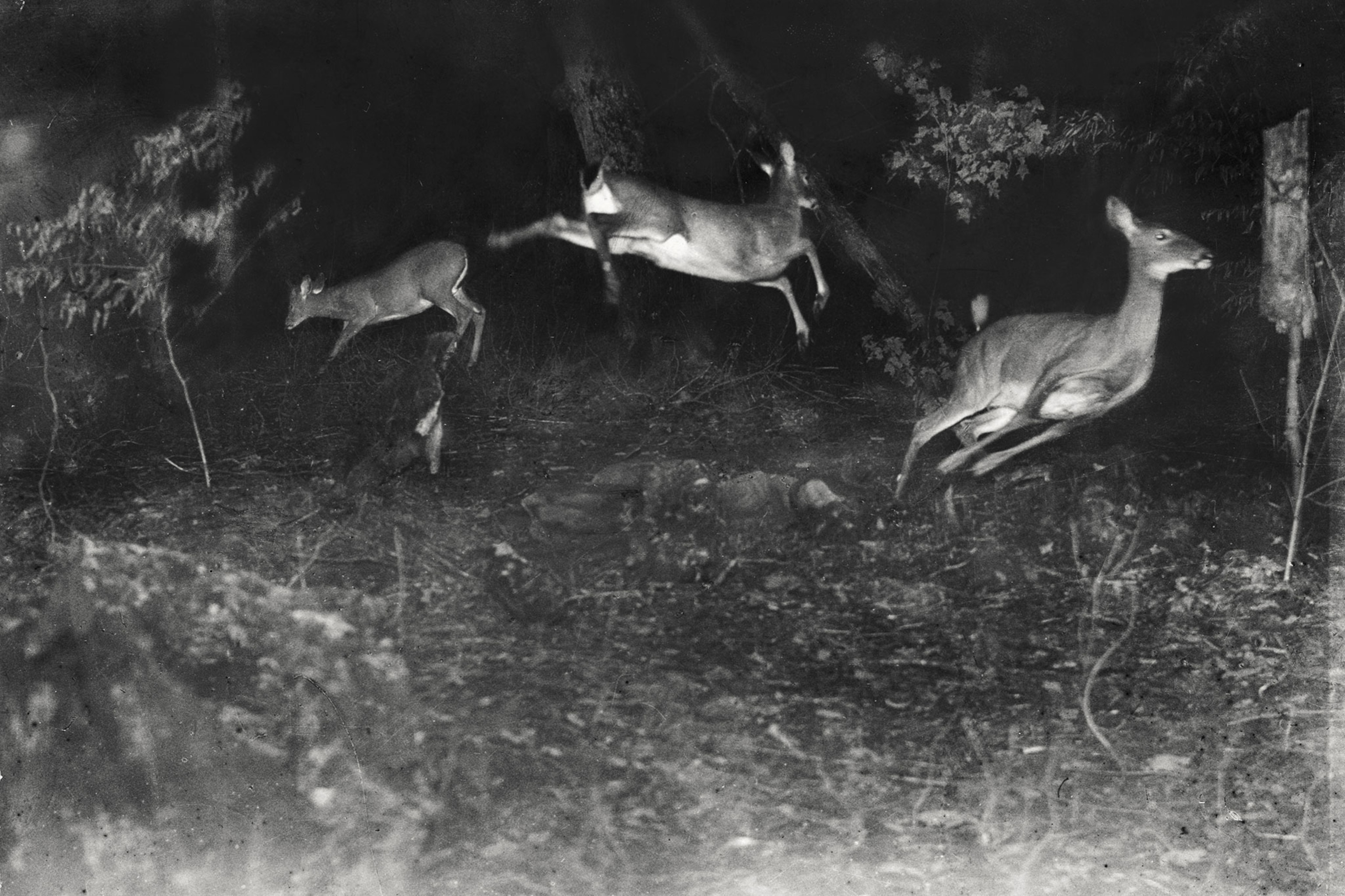 three white-tailed deer flee in this earliest nighttime flash photograph