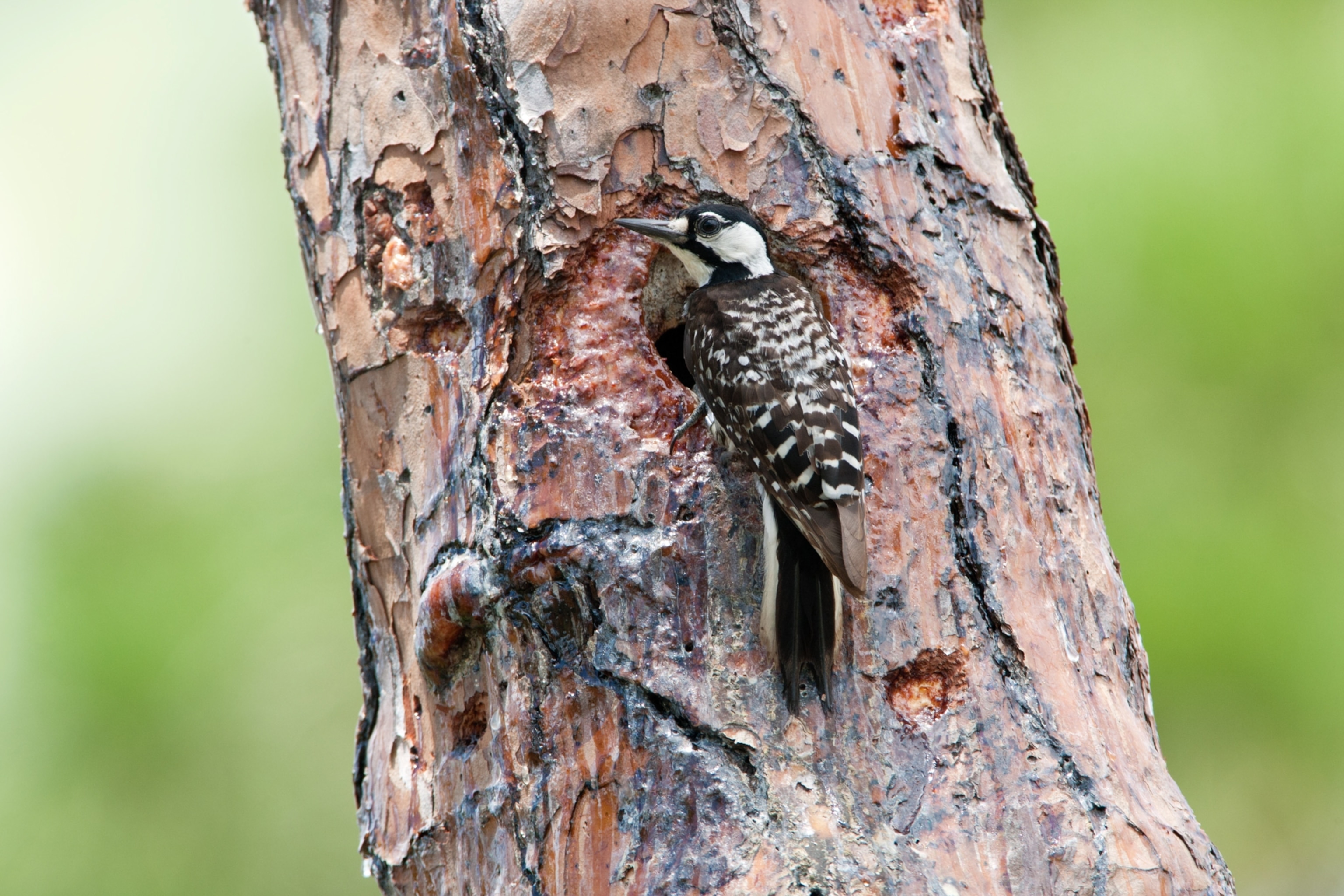 a red cockaded woodpecker latched to the bark of a tree
