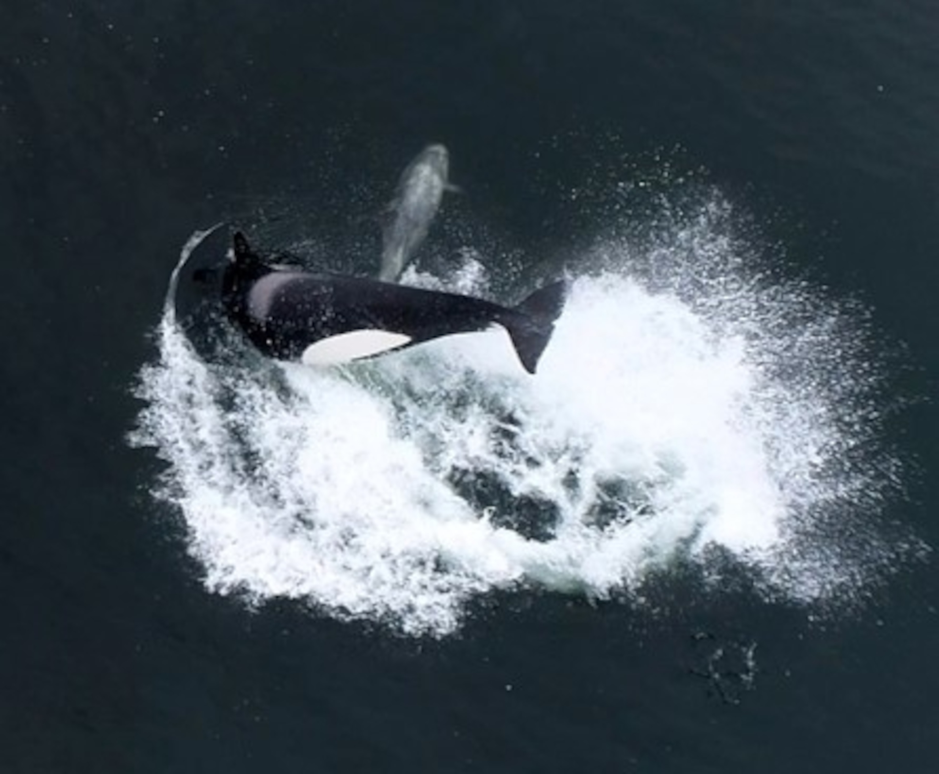 A whale splashes as it comes down from a jump in water.