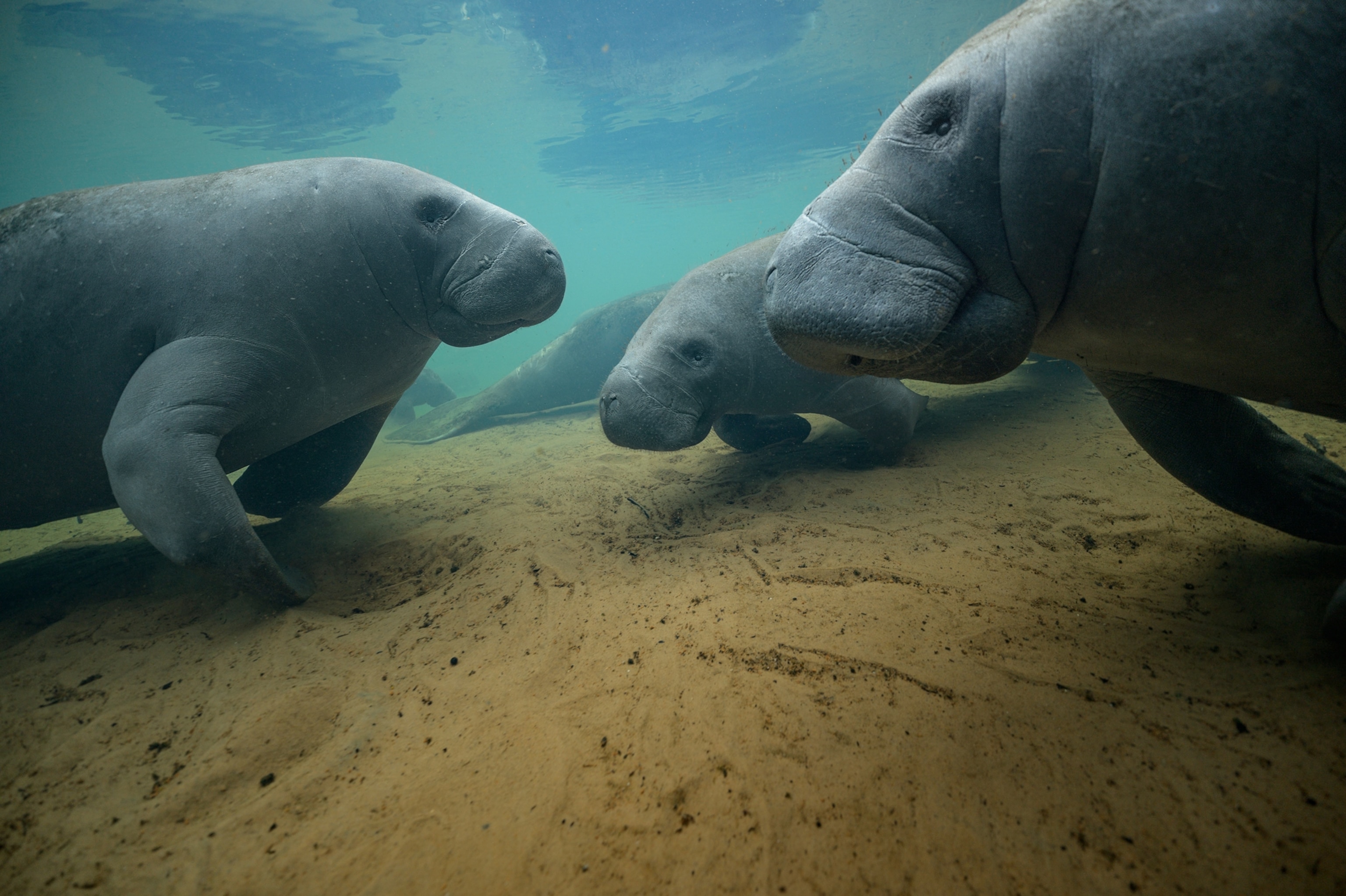Three Manatees are seen gather on the sandy bottom near Homosassa Springs