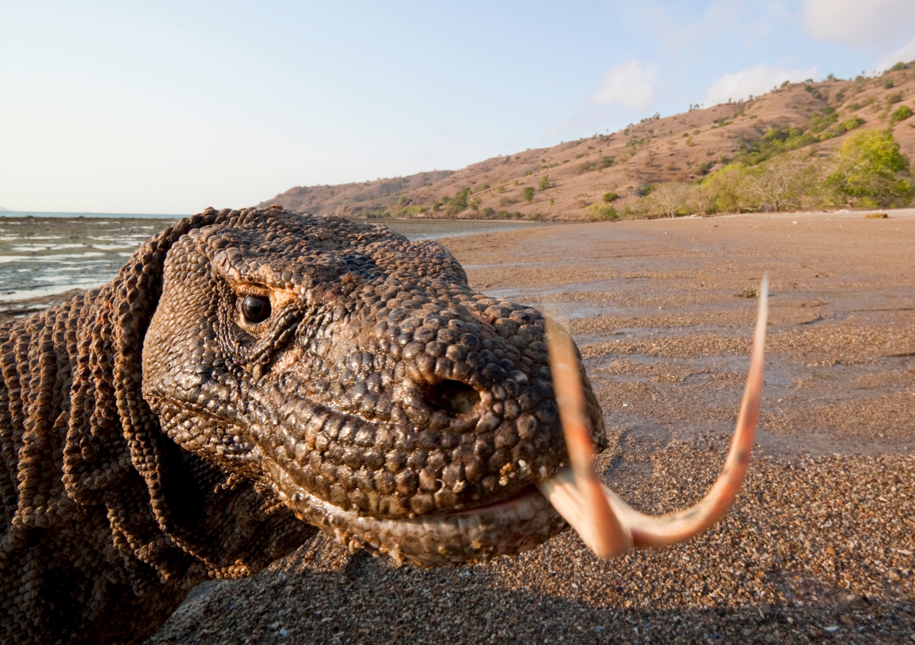 Komodo dragon the largest living lizards in the world