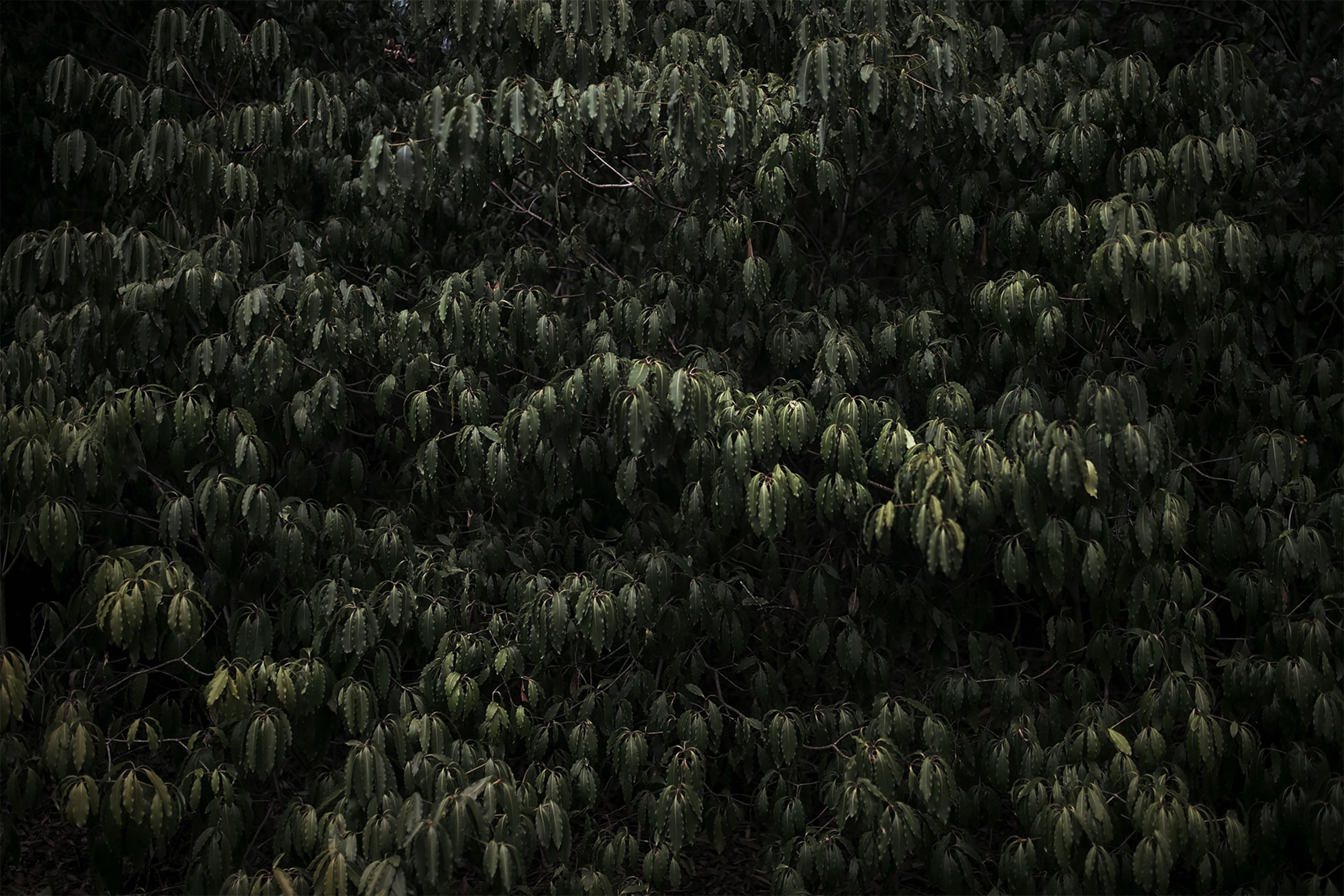 a forest in Uruguay