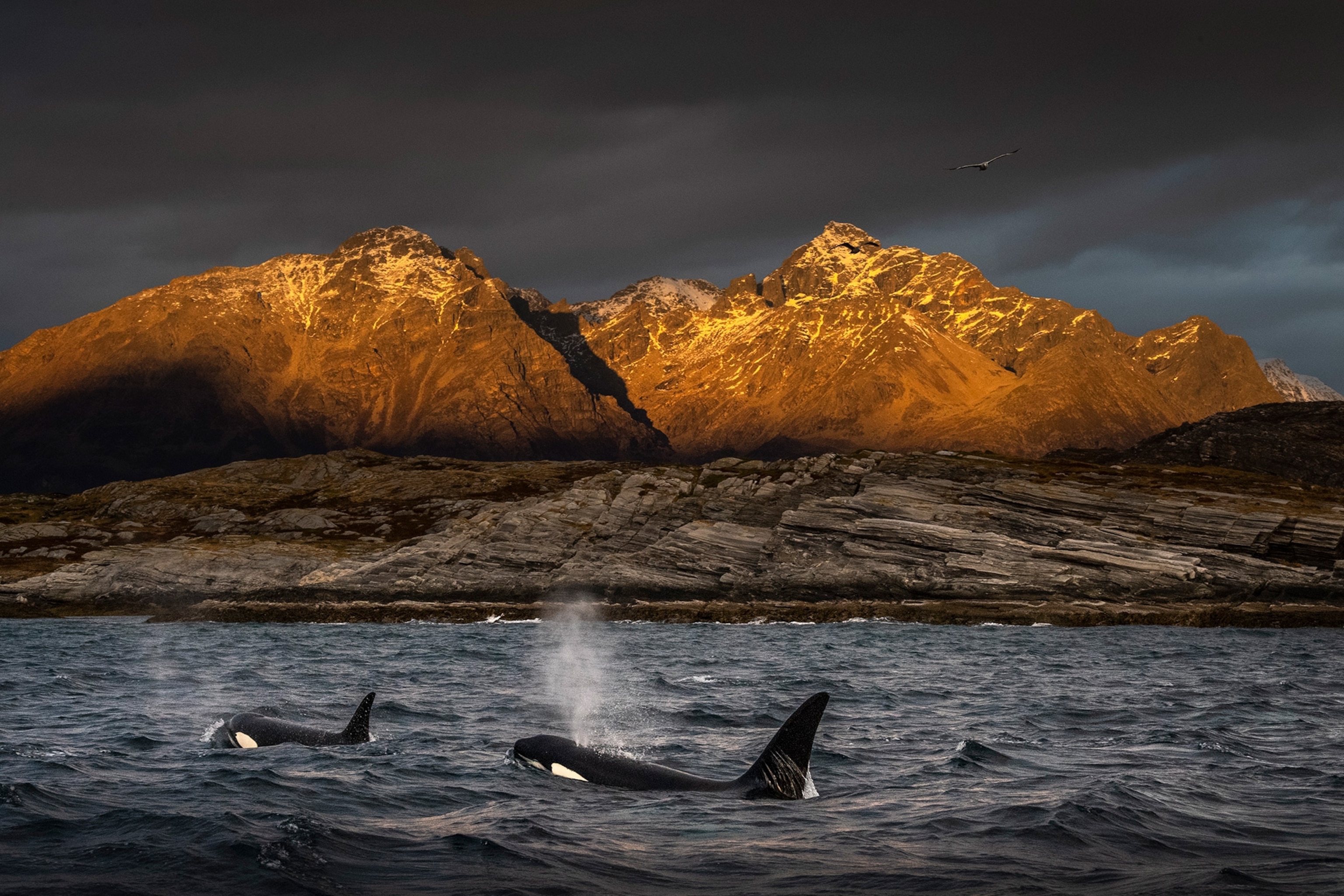 Orcas surface to blow air while surfacing with mountains illuminated by the sunset in the background.