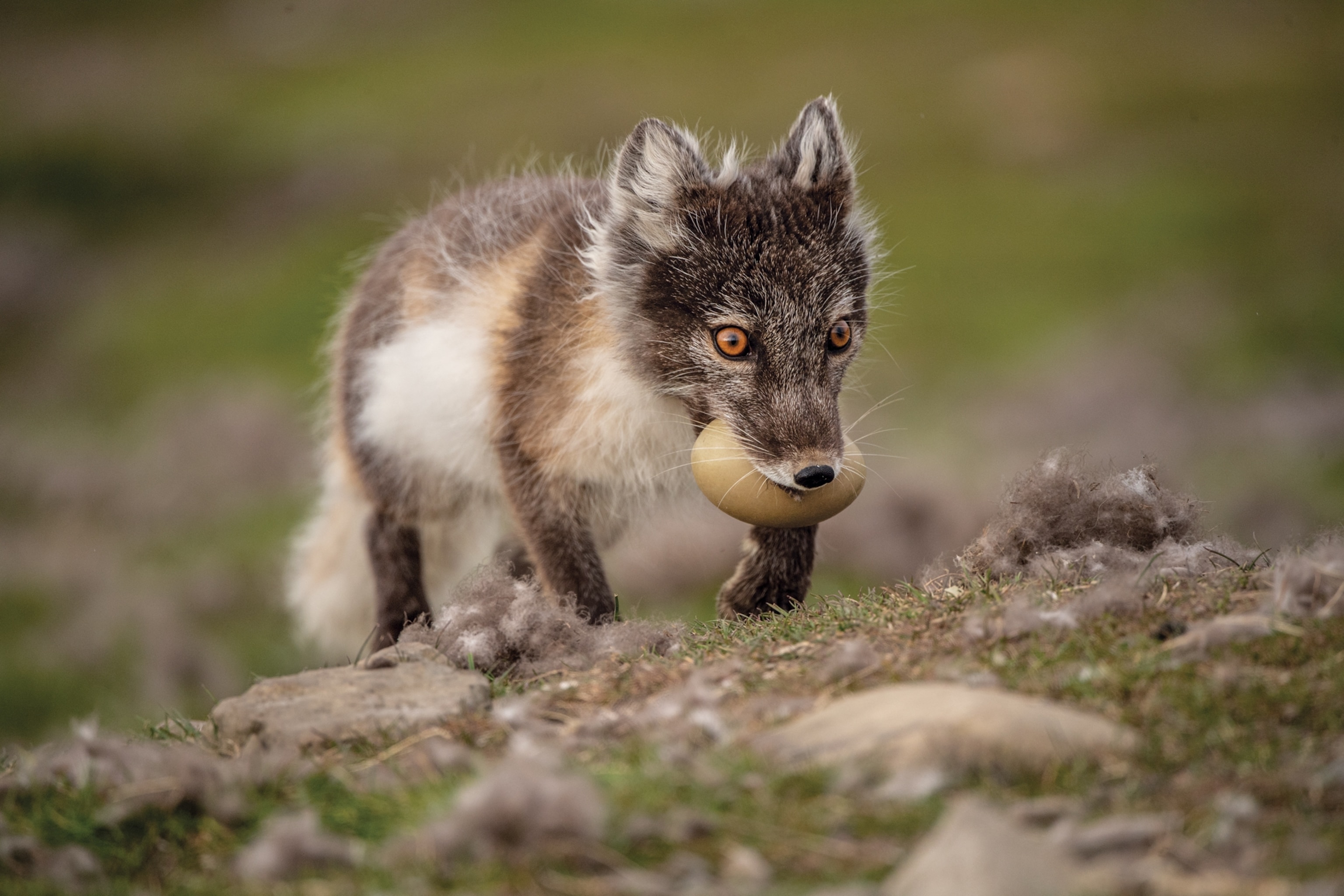 Picture of fox running with an egg in its mouth.