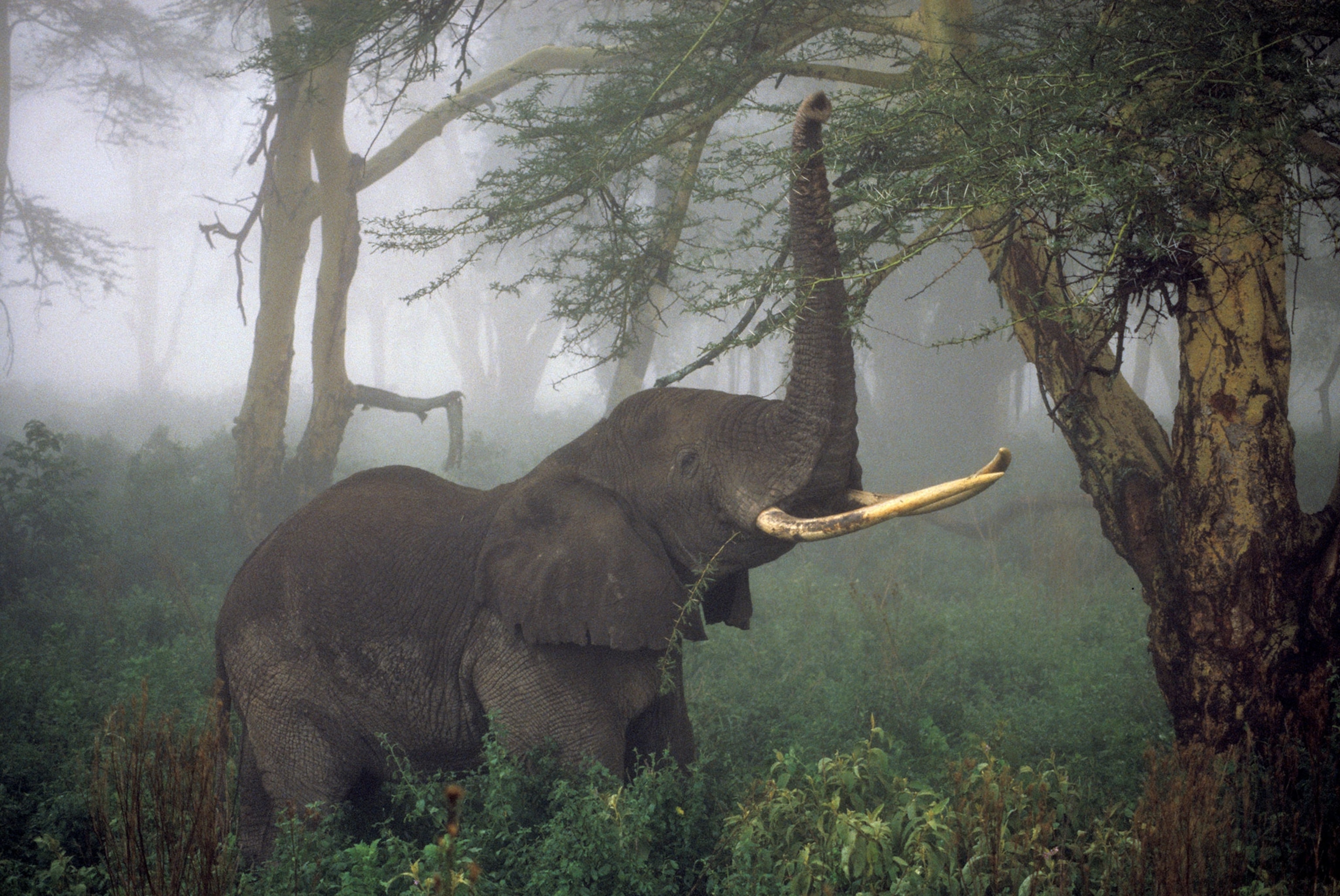 elephant eating acacia