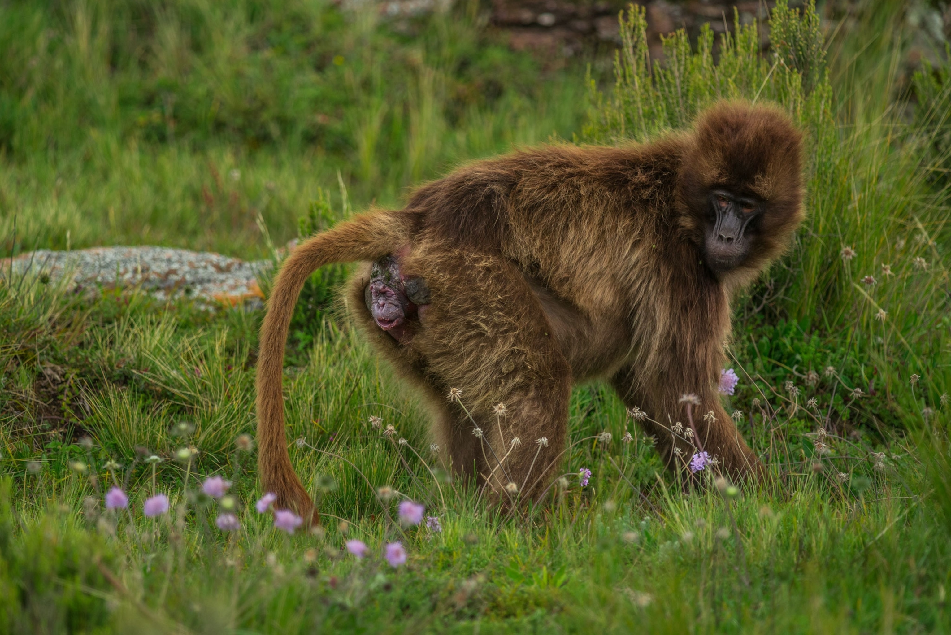 a gelada baboon giving birth