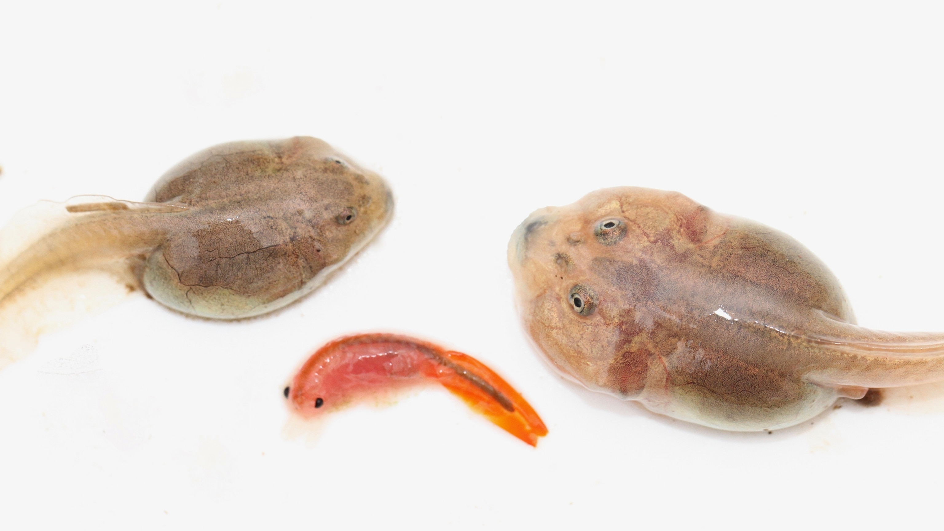 spadefoot toad tadpoles