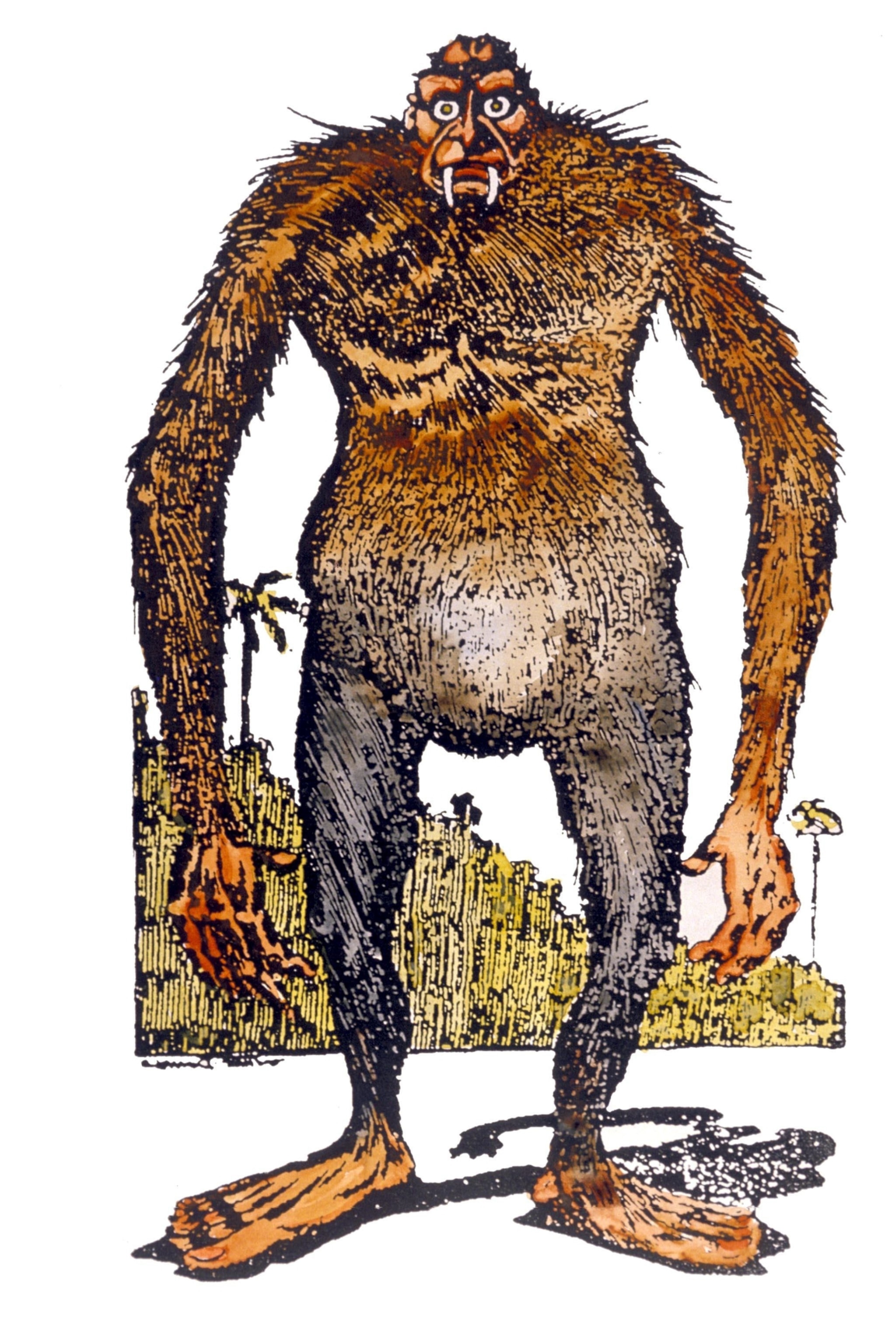 coloured wood engraving of The Australian Yowie, bear like creature with fangs standing on two feet