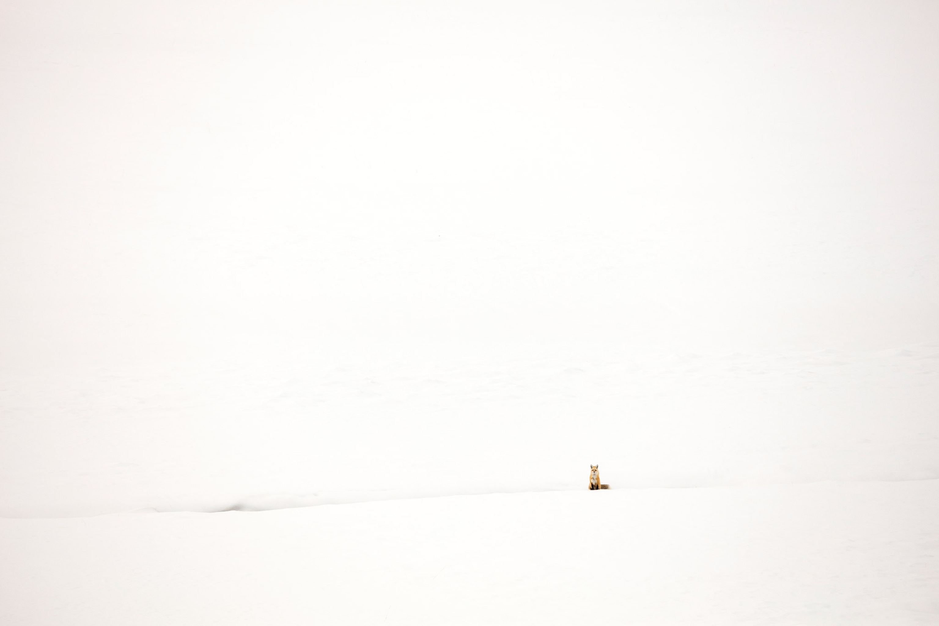 A red fox, Vulpes vulpes, rests on a snowy hillside in the distance. Yellowstone, Montana