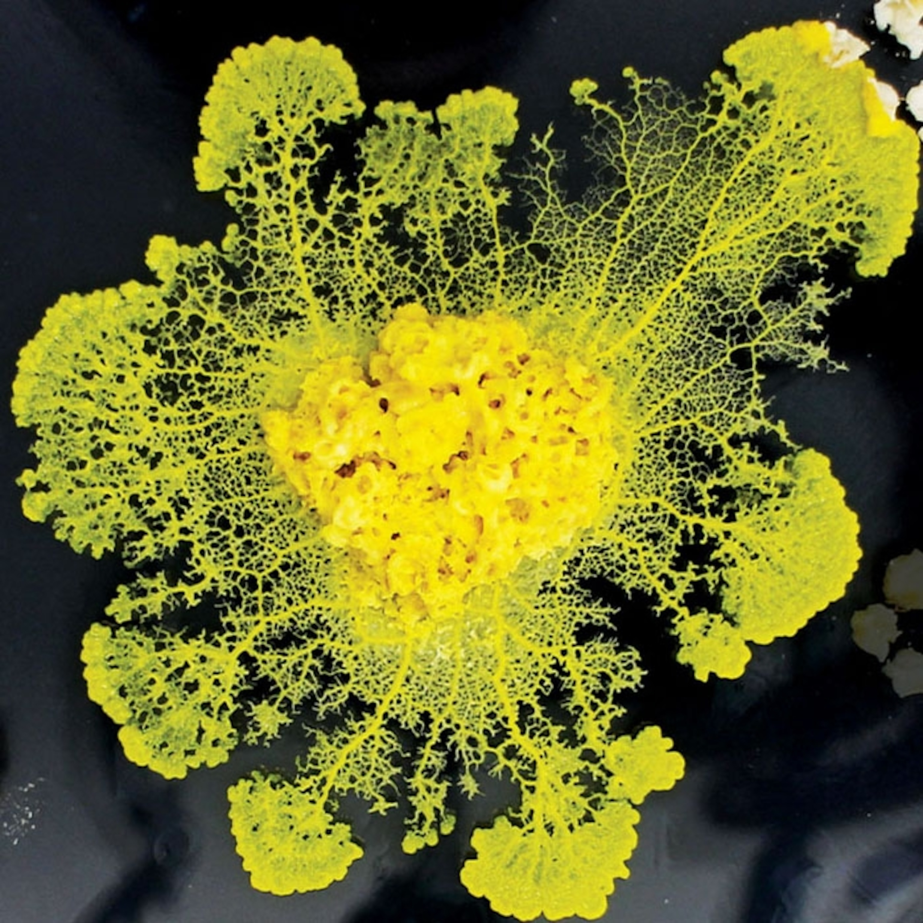slime mold