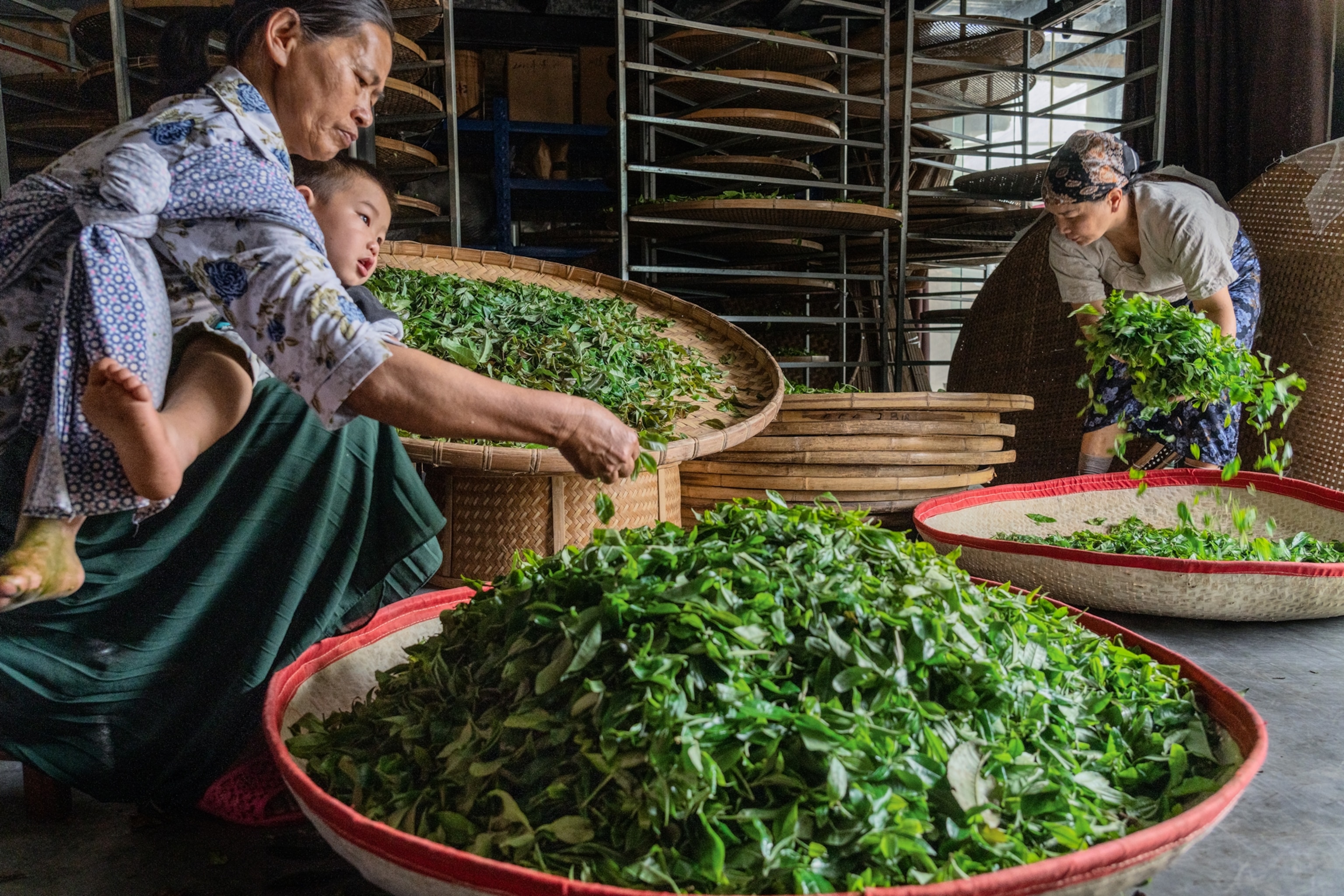 Two women move fresh tea leaves from one basket tray to another. One woman holds a child in her arm.