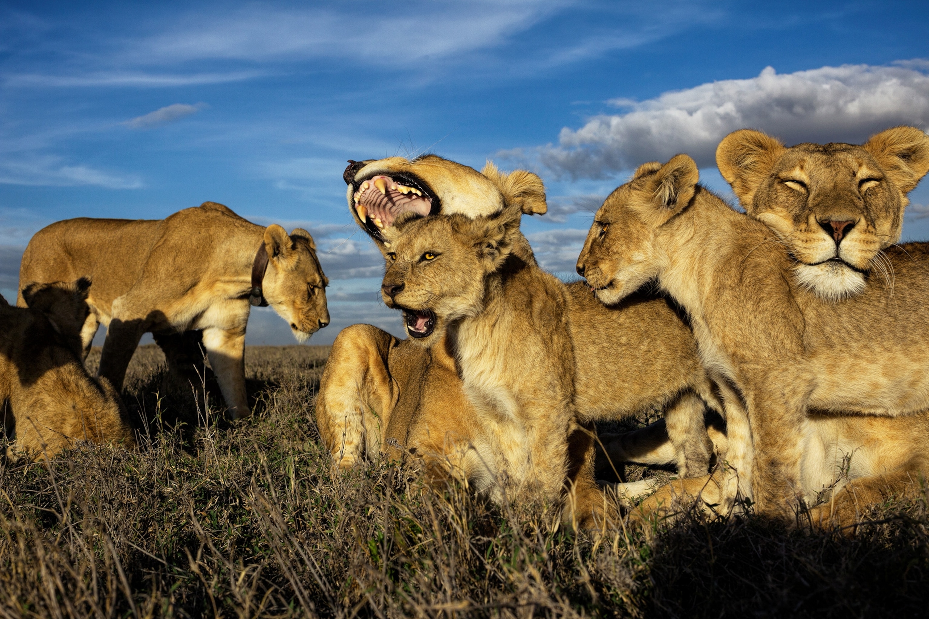 lion cubs with mothers near by