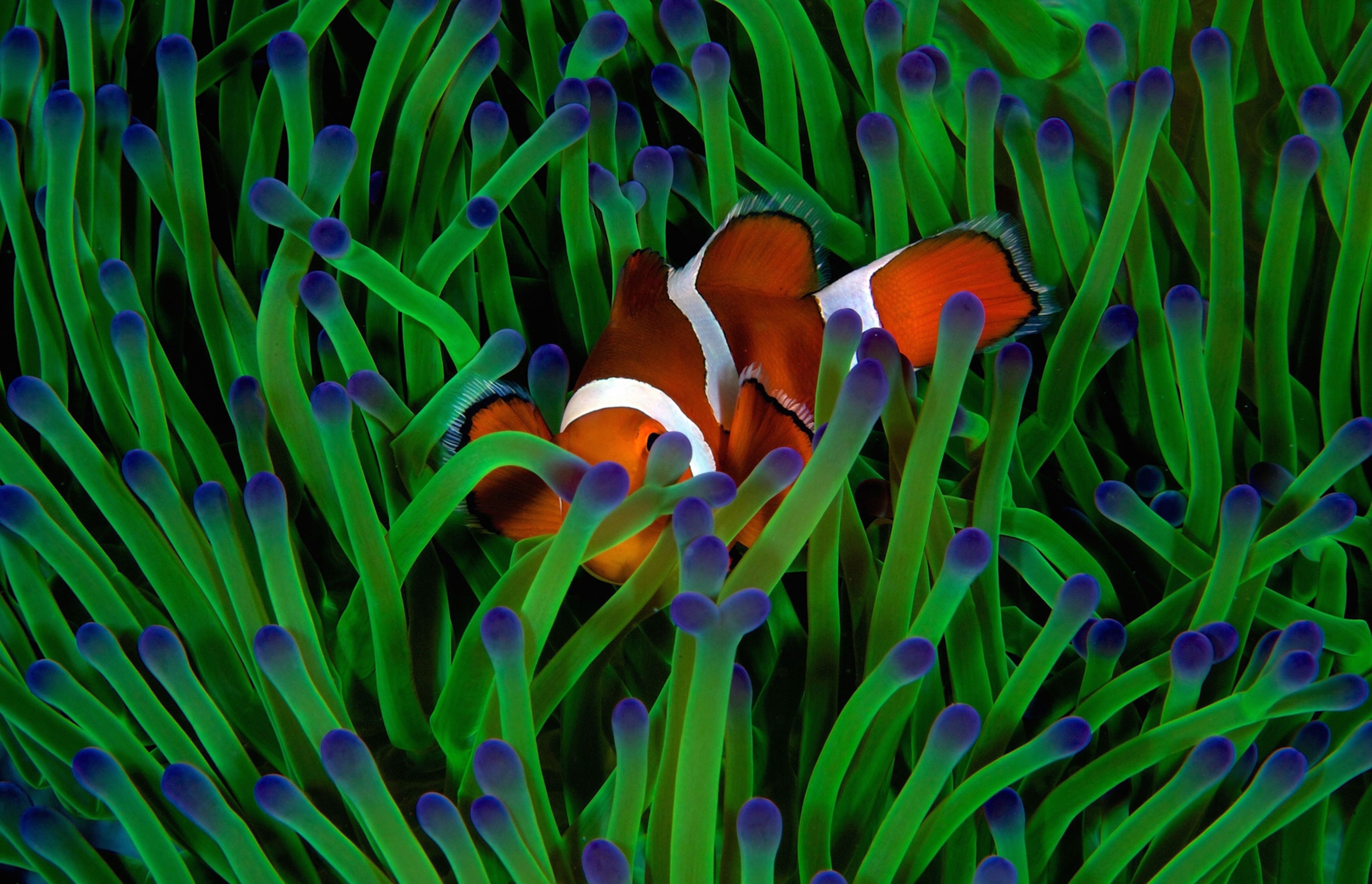 a false anemonefish