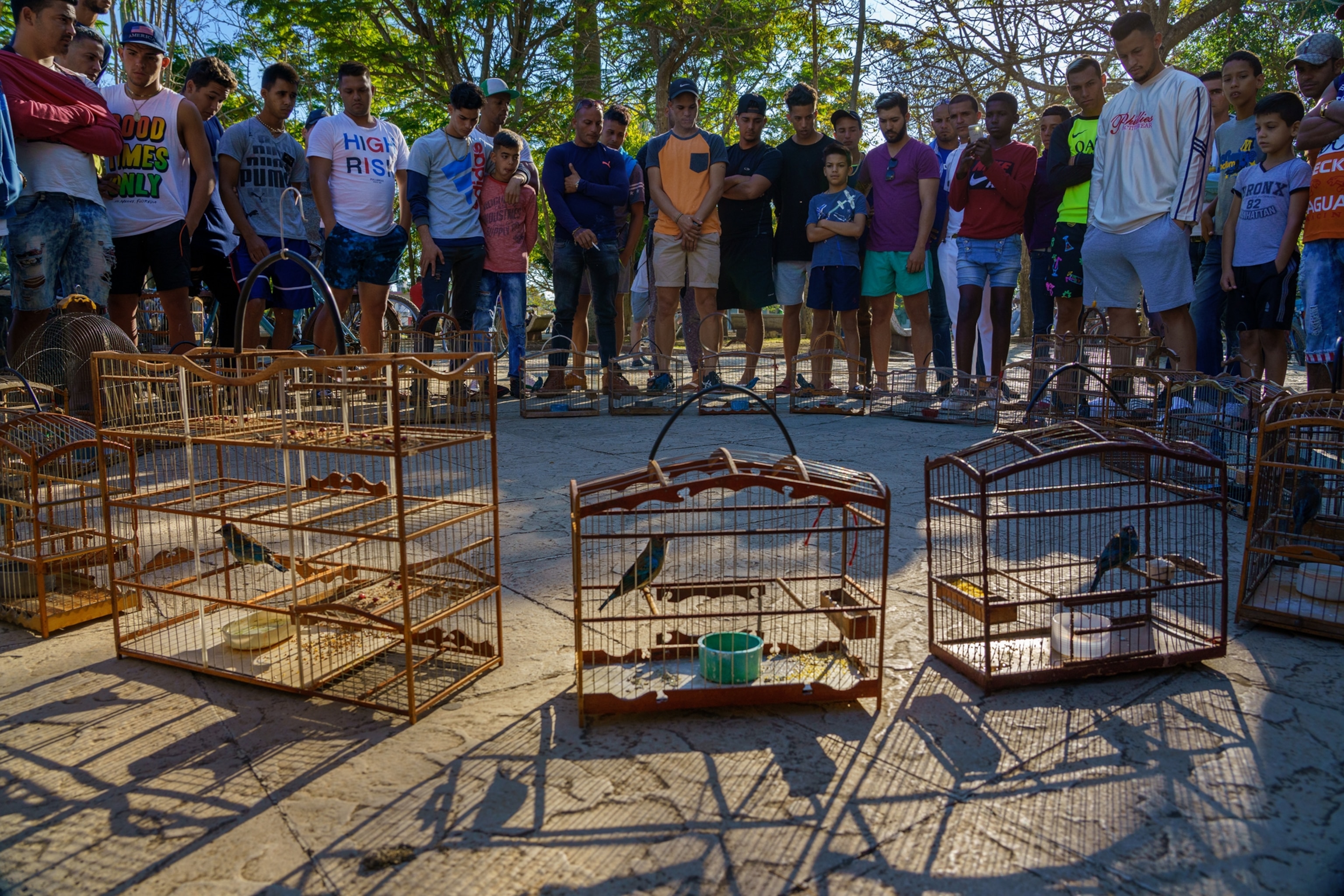 Picture of a ring of wooden cages, each containing a songbird, arranged in a ring on the ground. Behind the cages, a crowd of men and boys stand watching and listening to the birds.