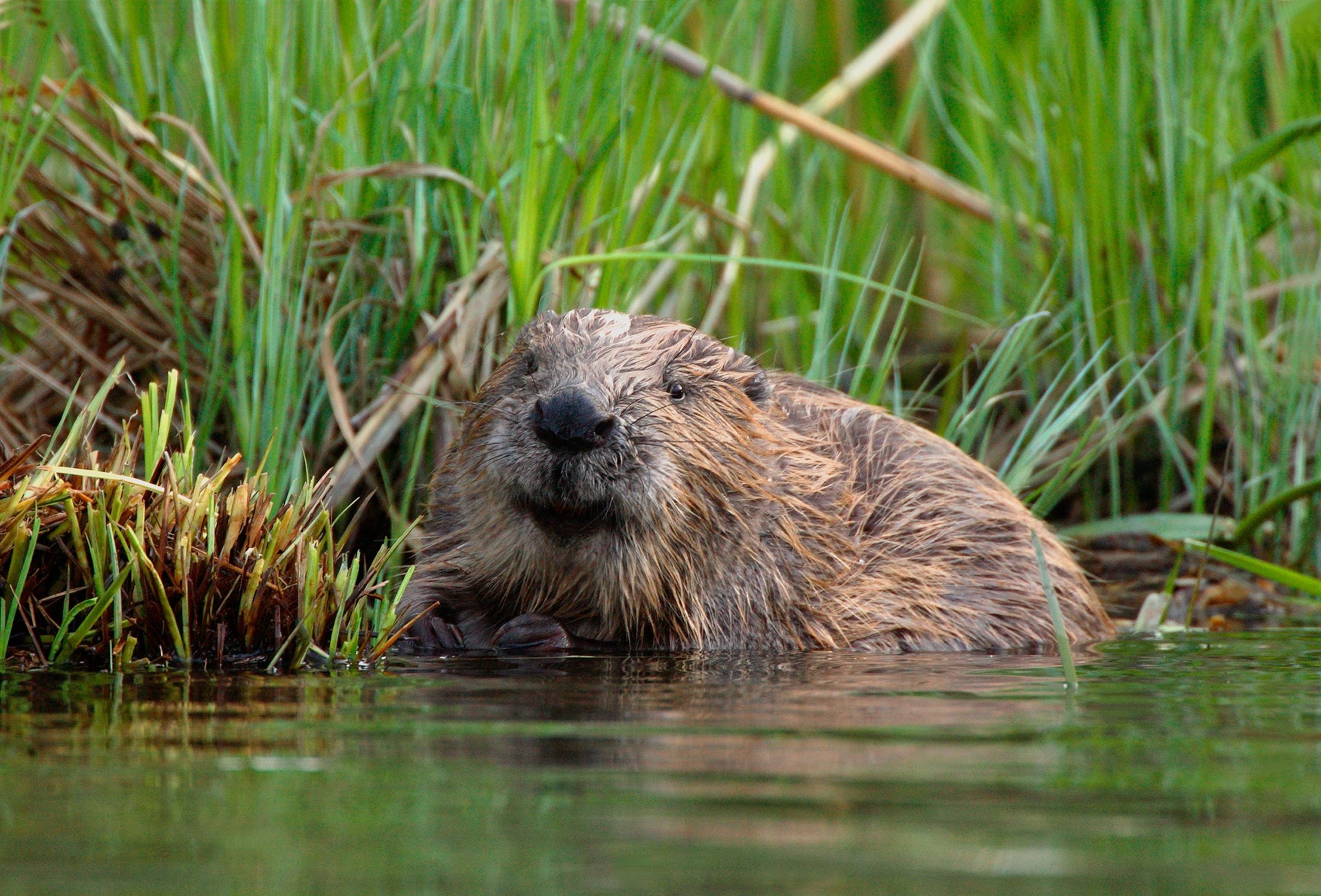 Eurasian beaver