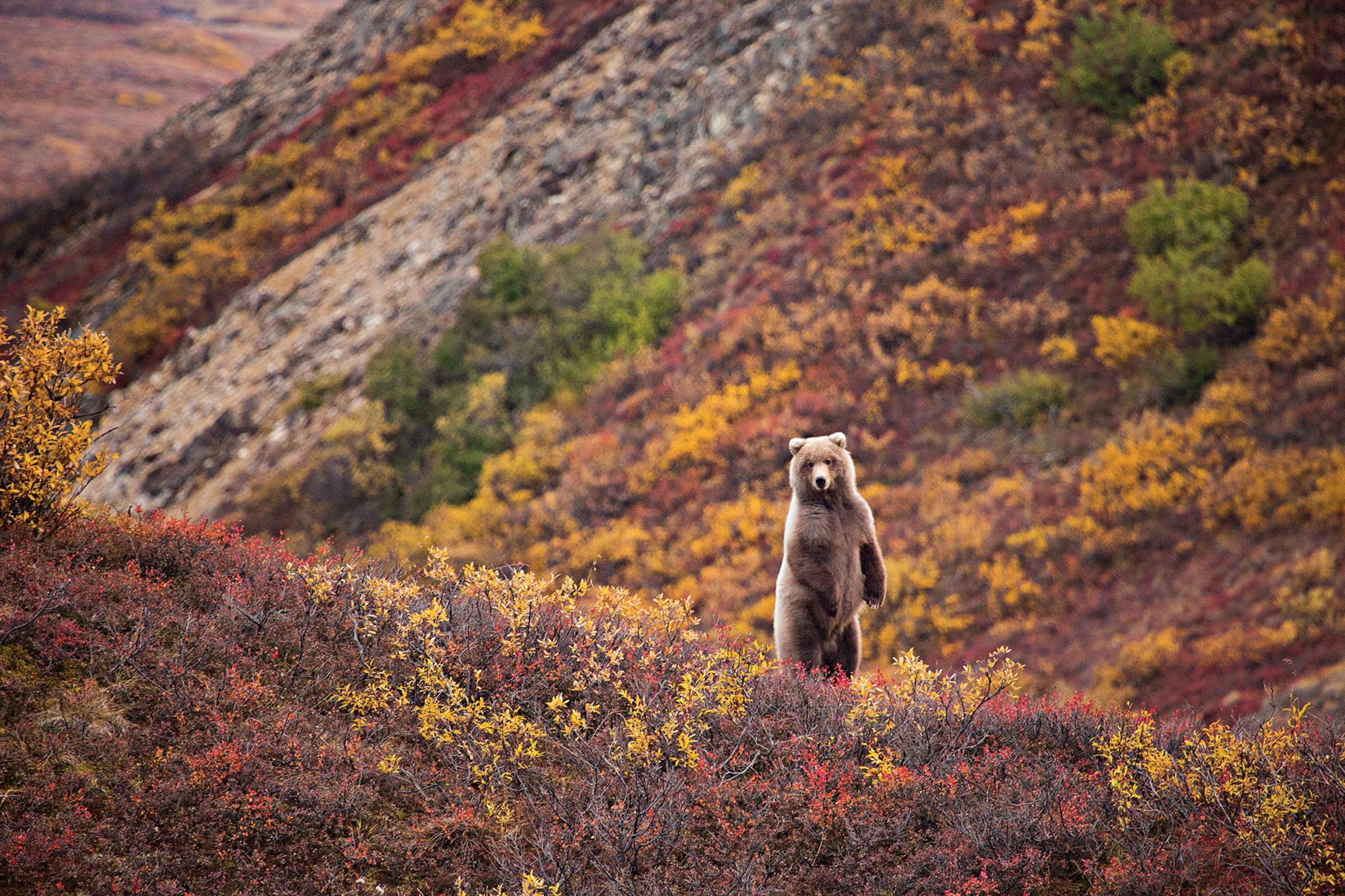Fall colors in Grand Teton National Park  in Wyoming