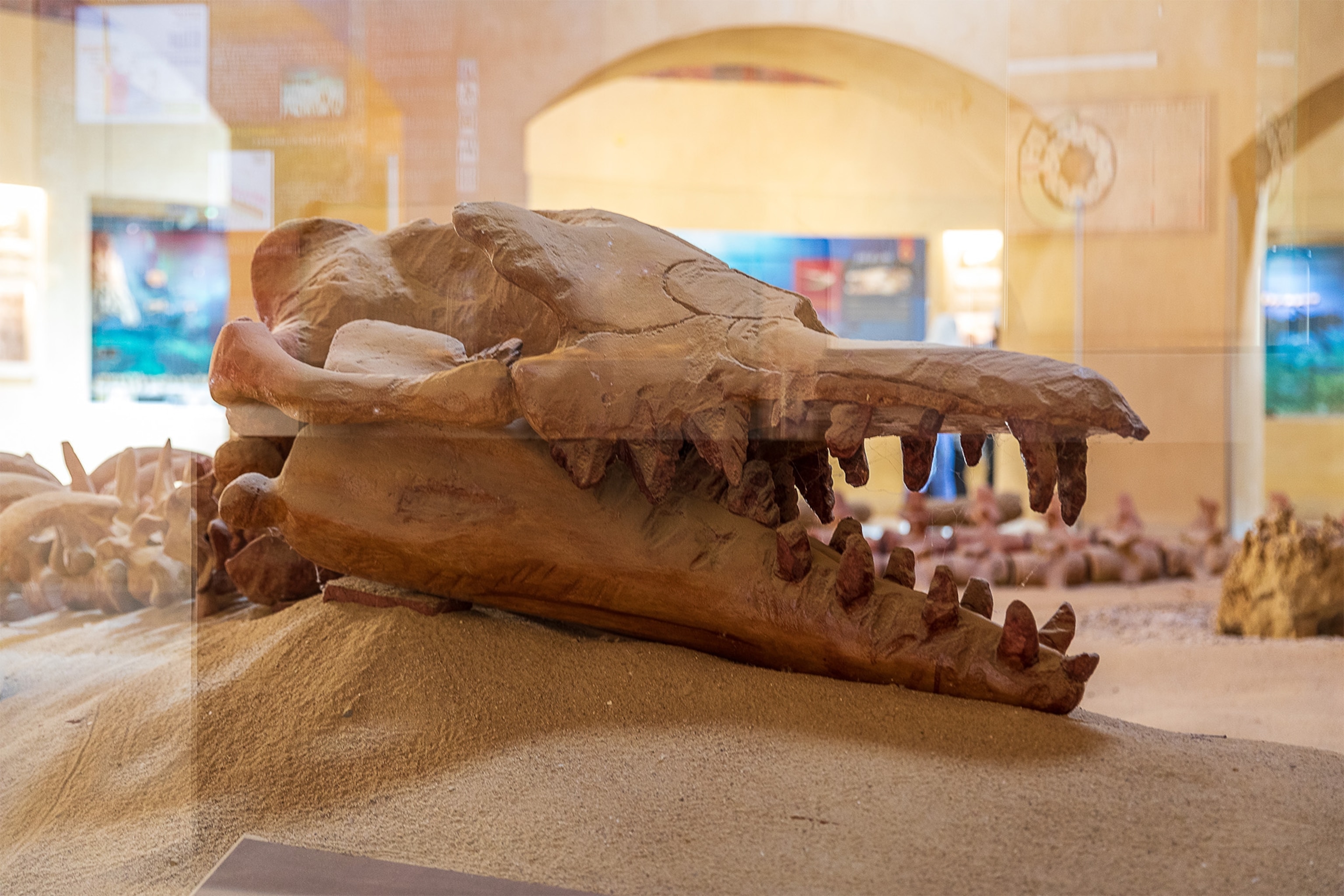 a fossilised skull in a museum display