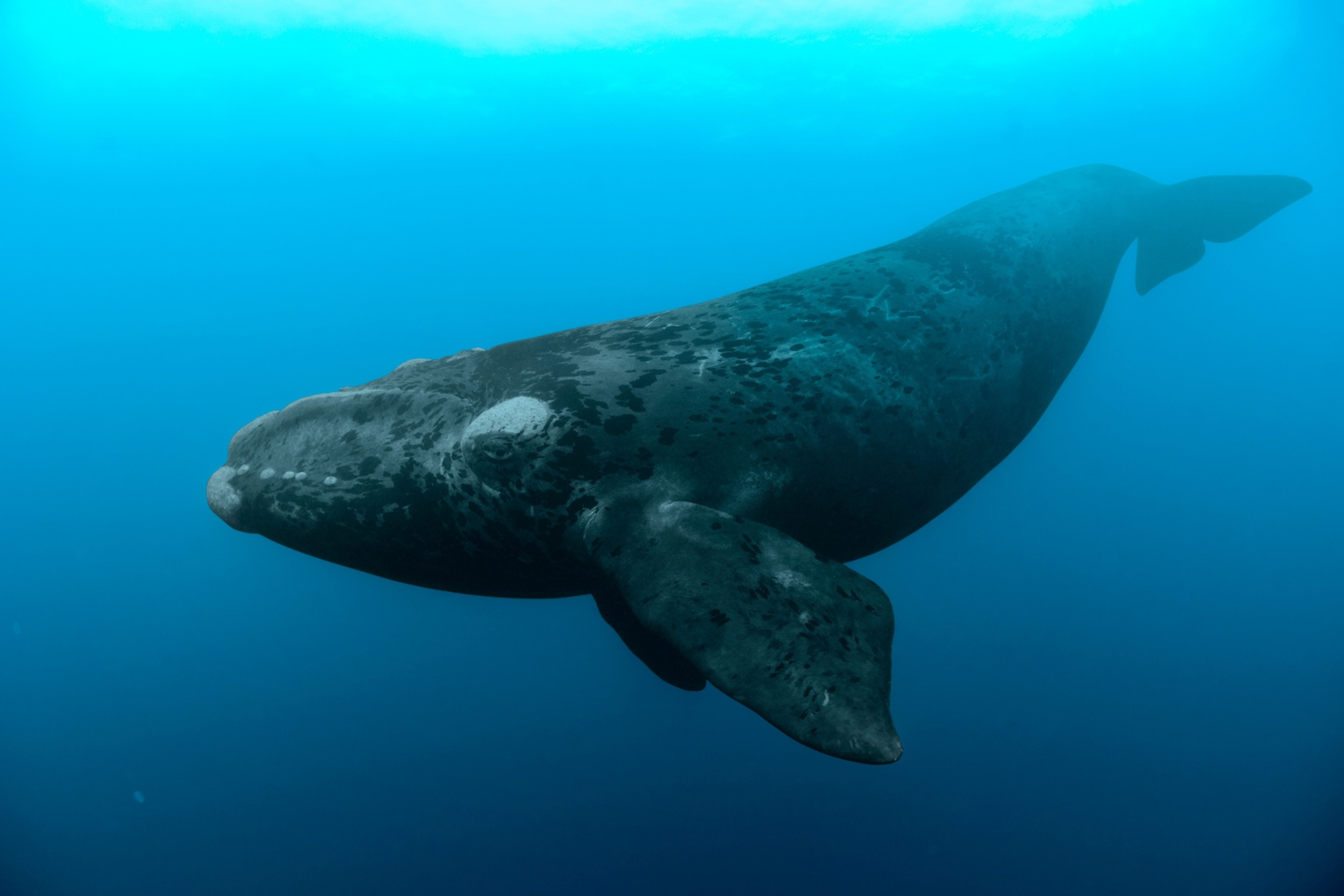 a Southern right whale