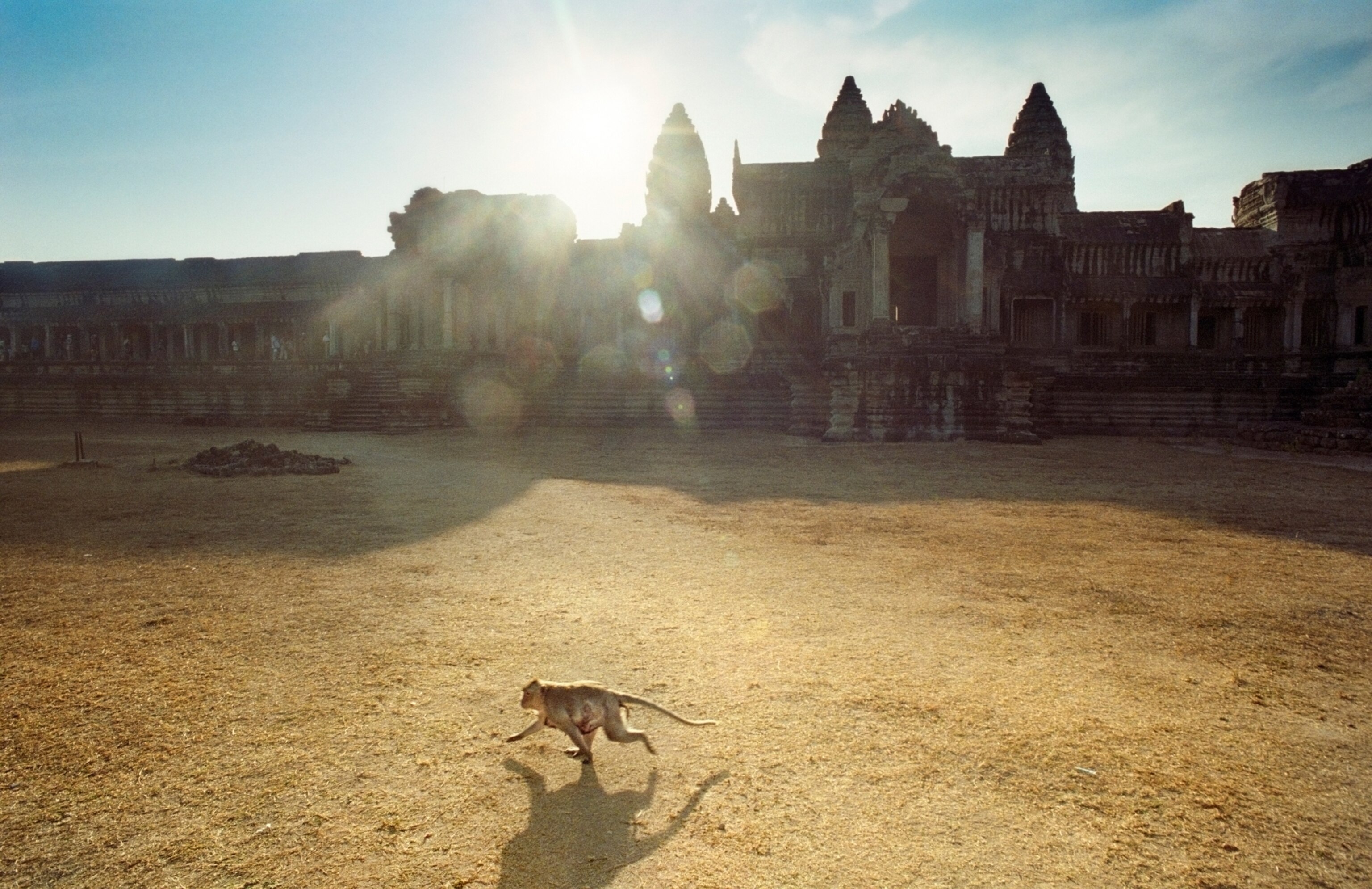 A long-tailed macaque runs before part of the temple complex of Angkor Wat as the sun shines brightly behind.