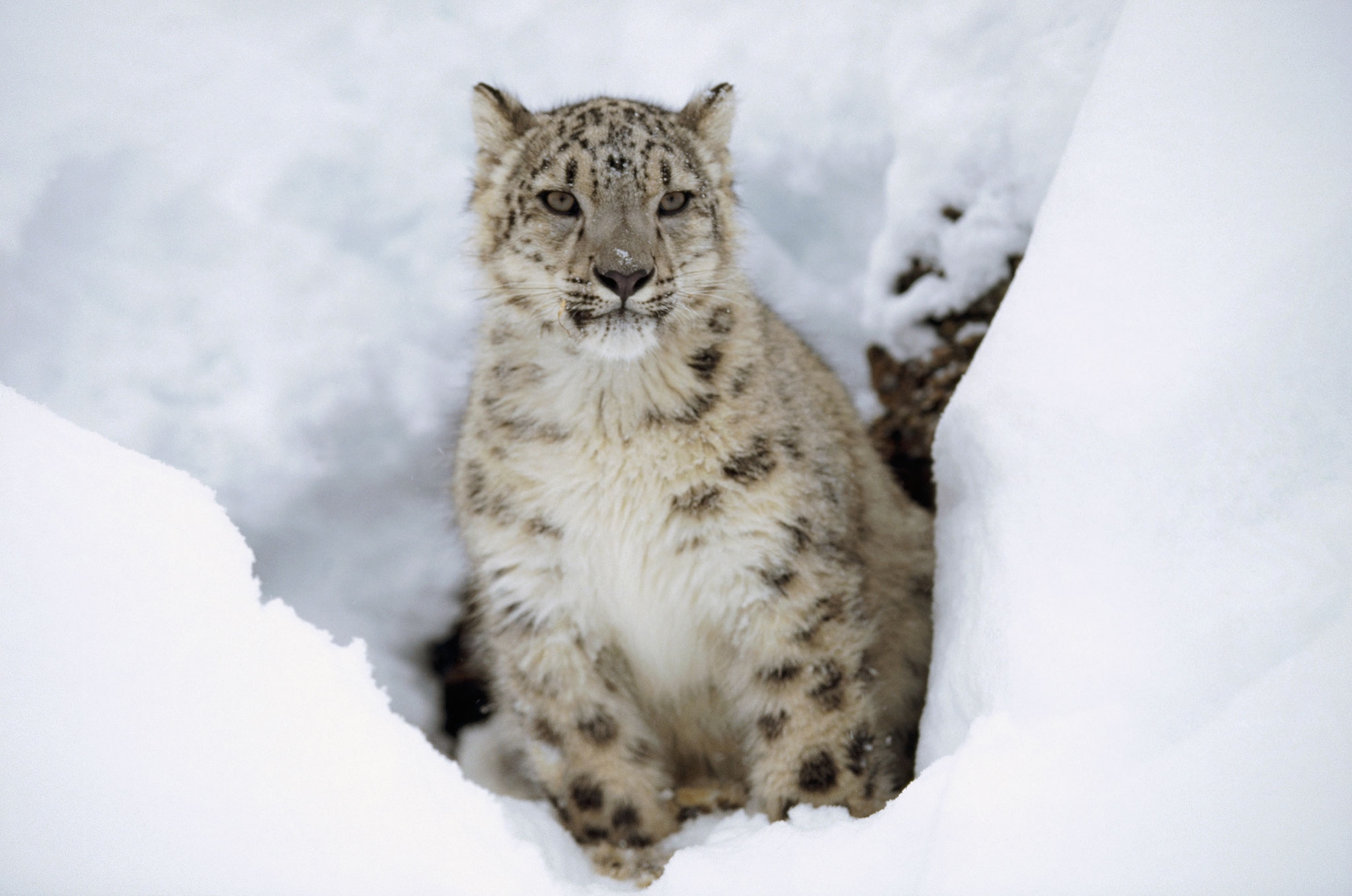a snow leopard.