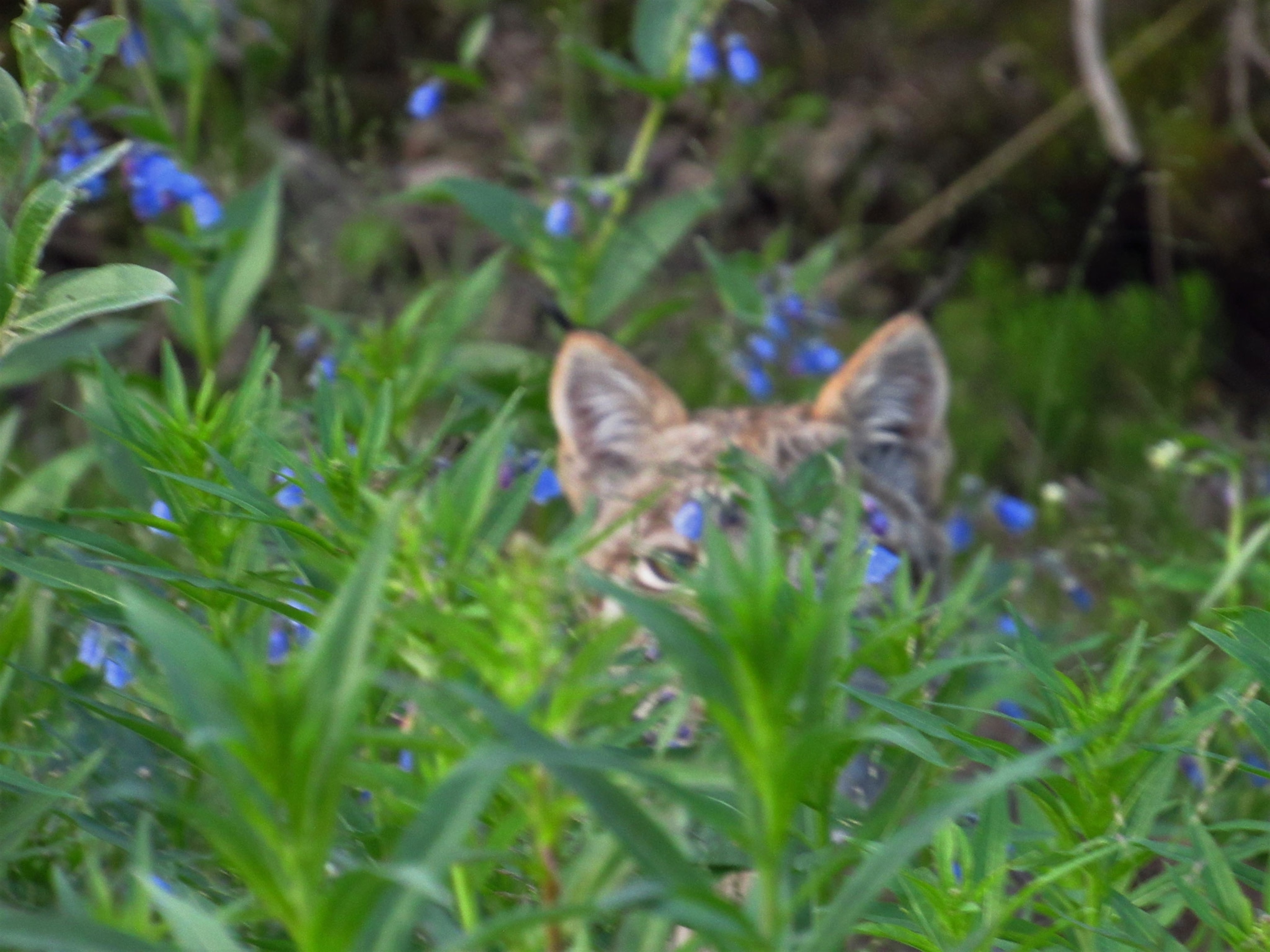 a lynx