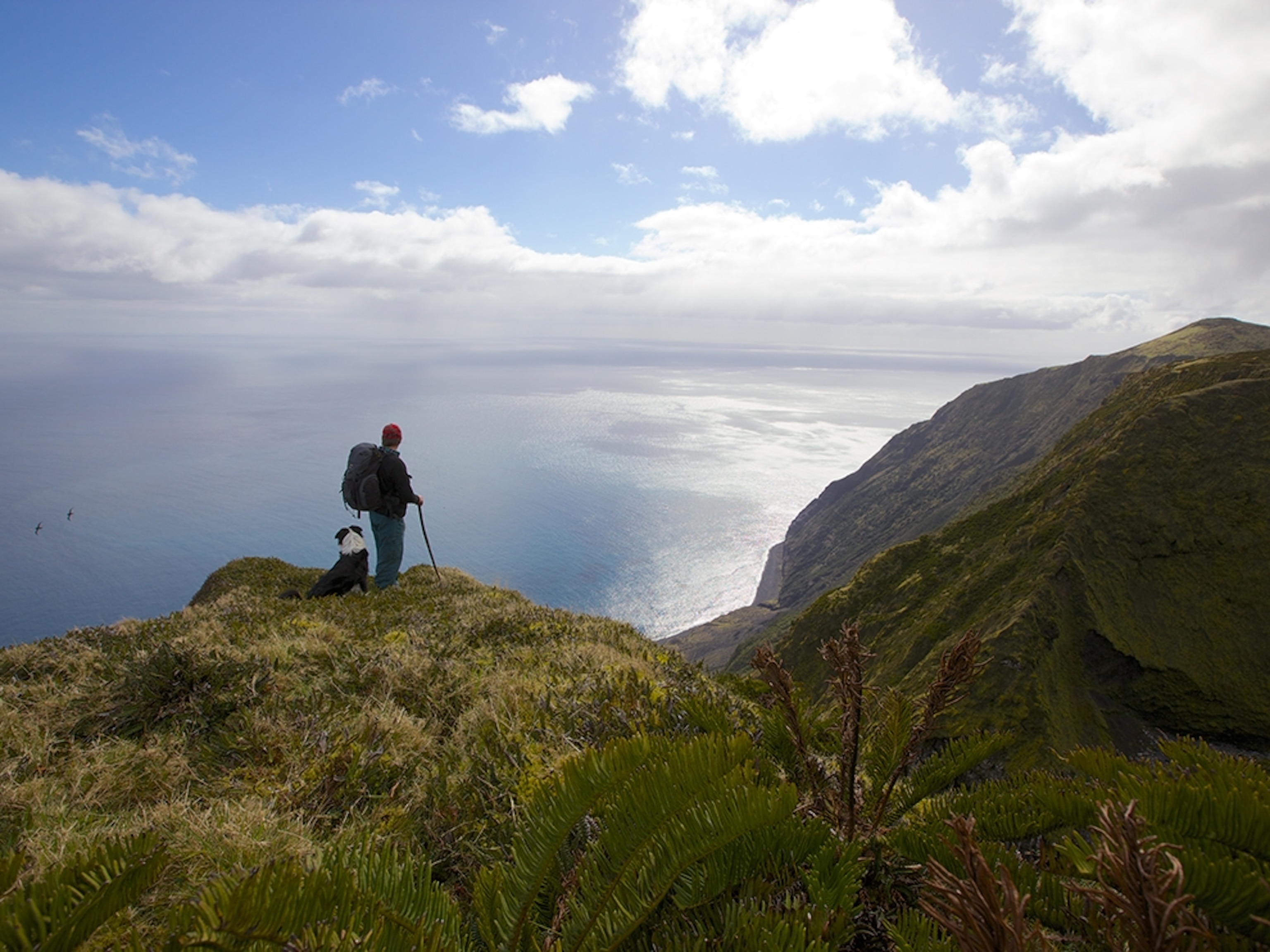 a man and a dog on an island bluff in Tristan da Cunha