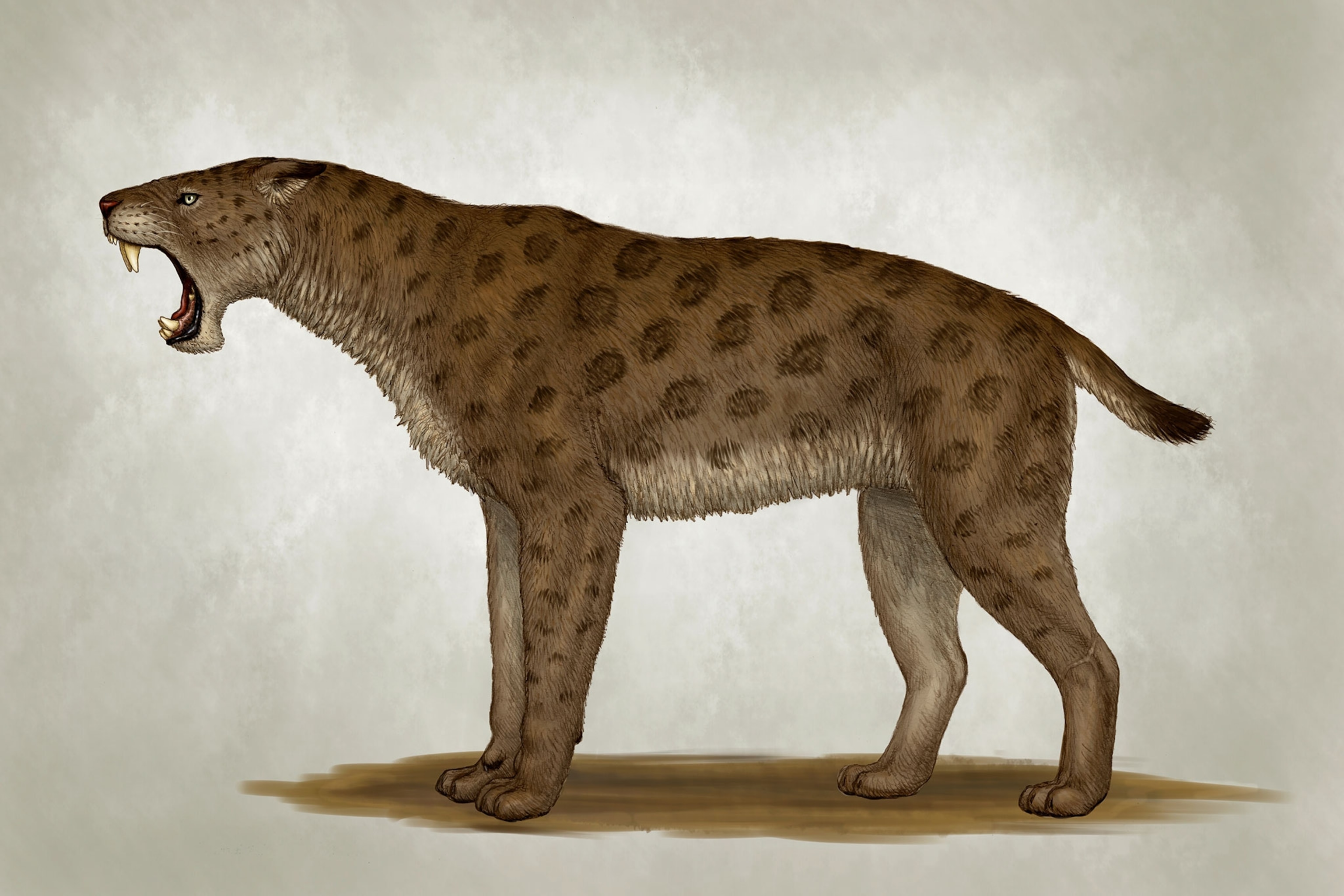 a saber-tooth tiger