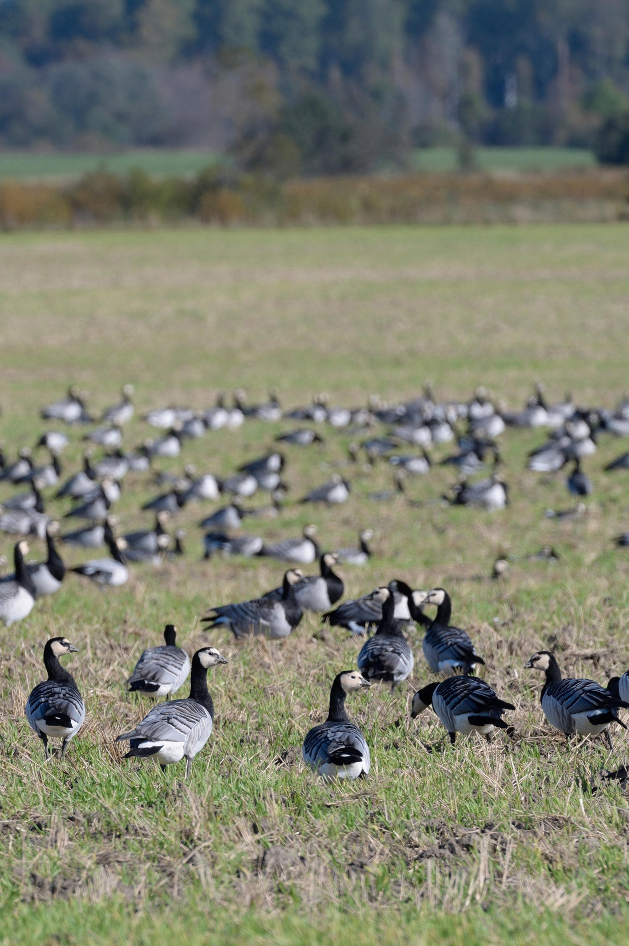 Photo of birds sitting on grass in front.