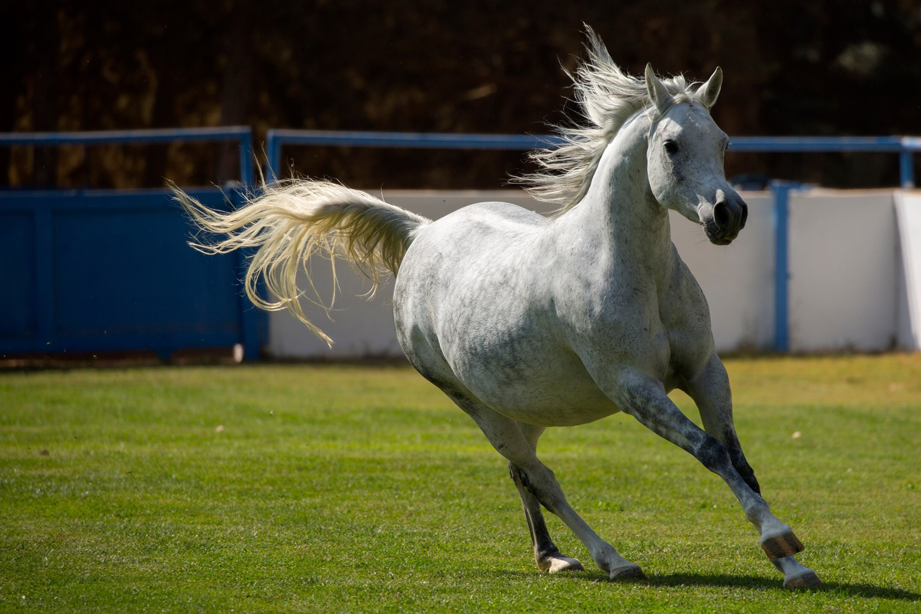 an Arabian horse in Amman, Jordan