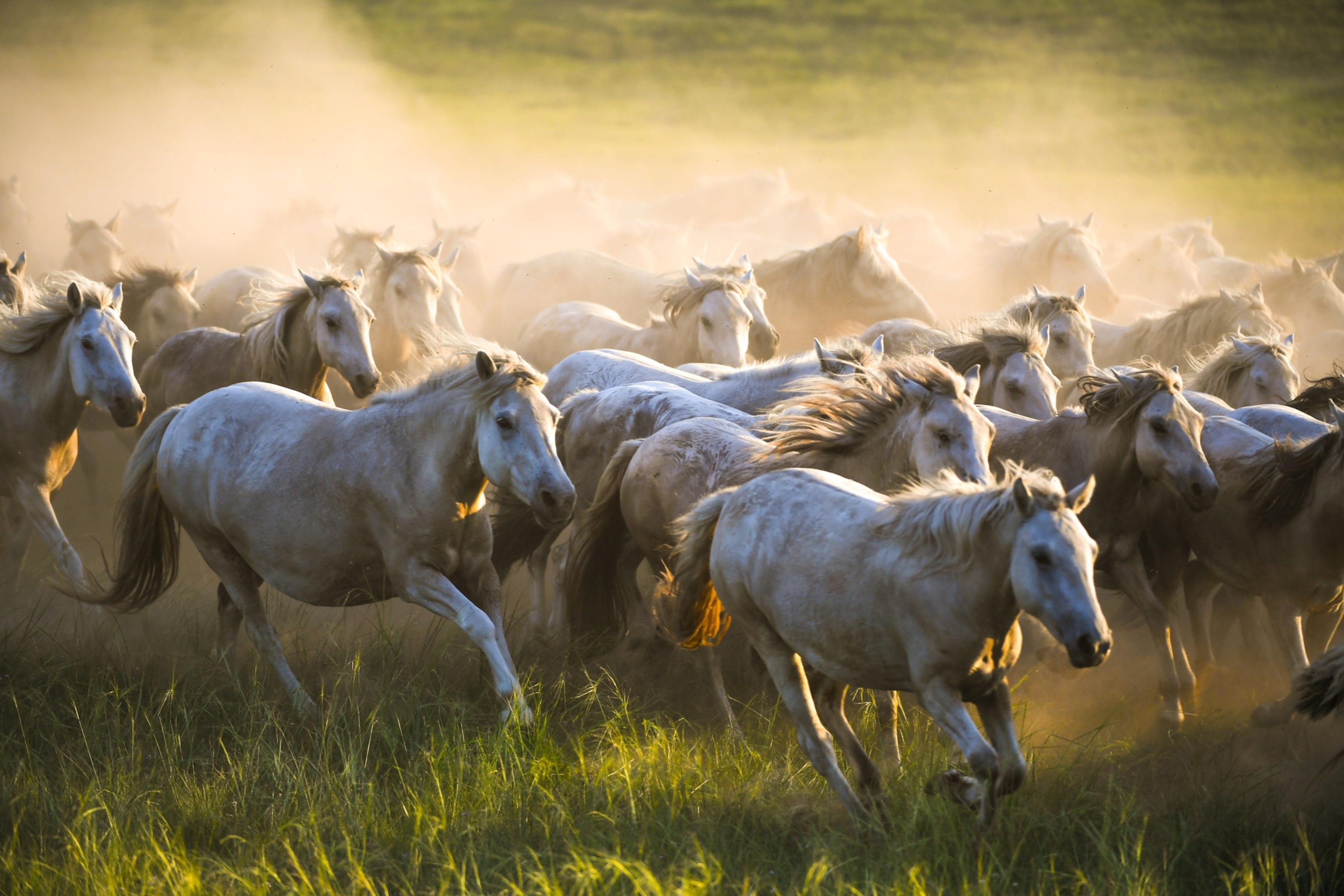 group of horses in Mongolia