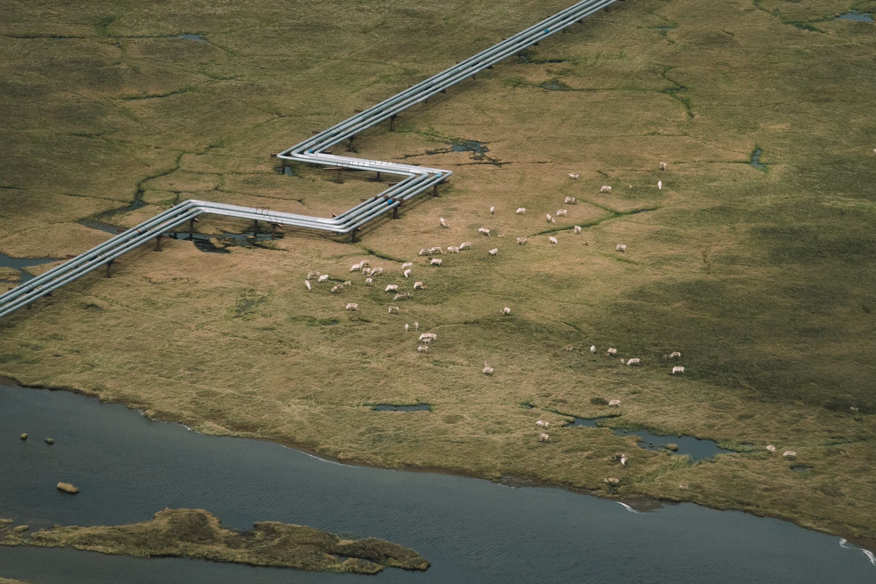 caribou grazing near an oil pipeline