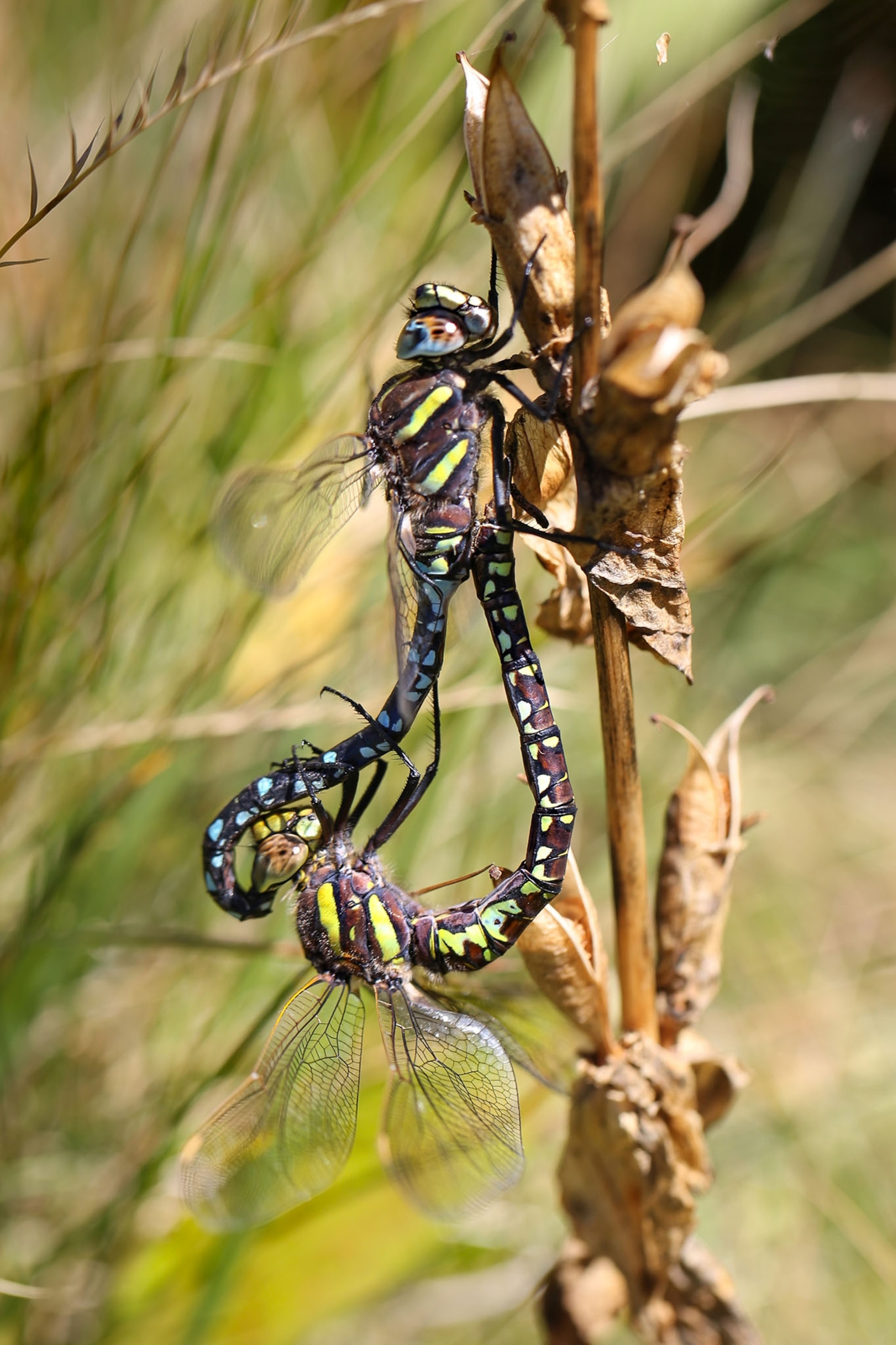 mating ritual