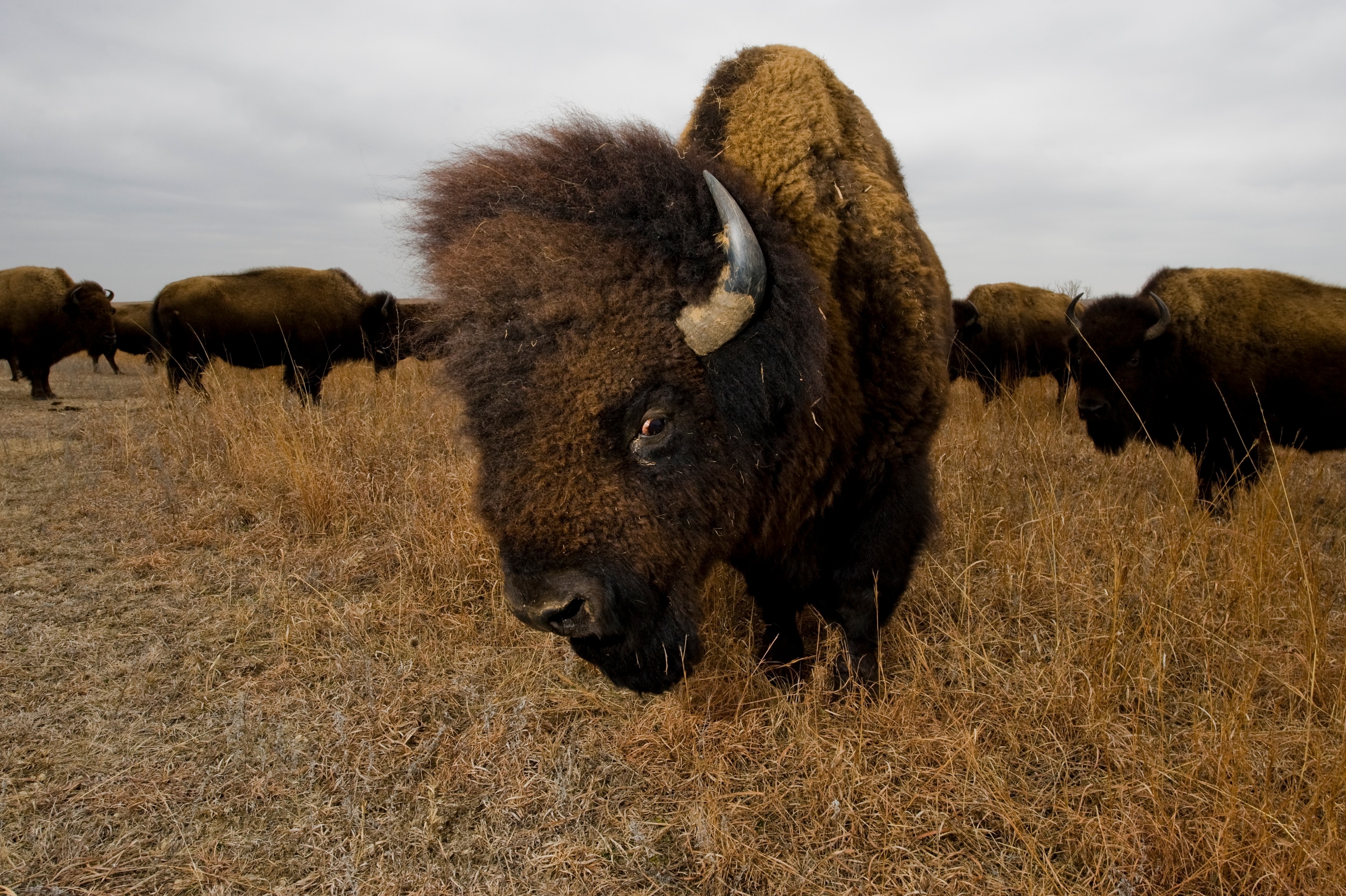 Bison roam on a game preserve in Kansas.