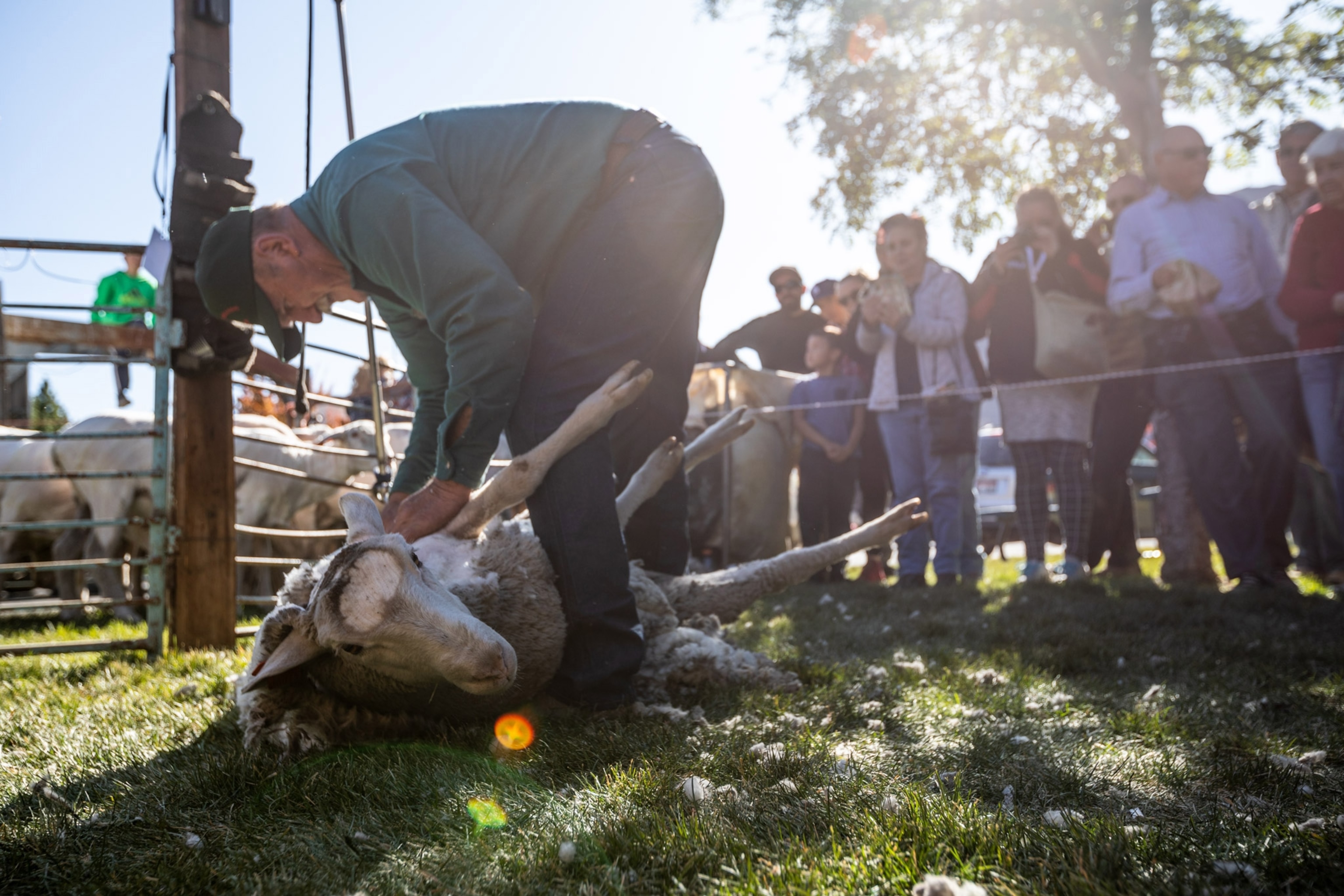 a person shearing sheep at the Trailing of the Sheep Festival in Hailey, Idaho