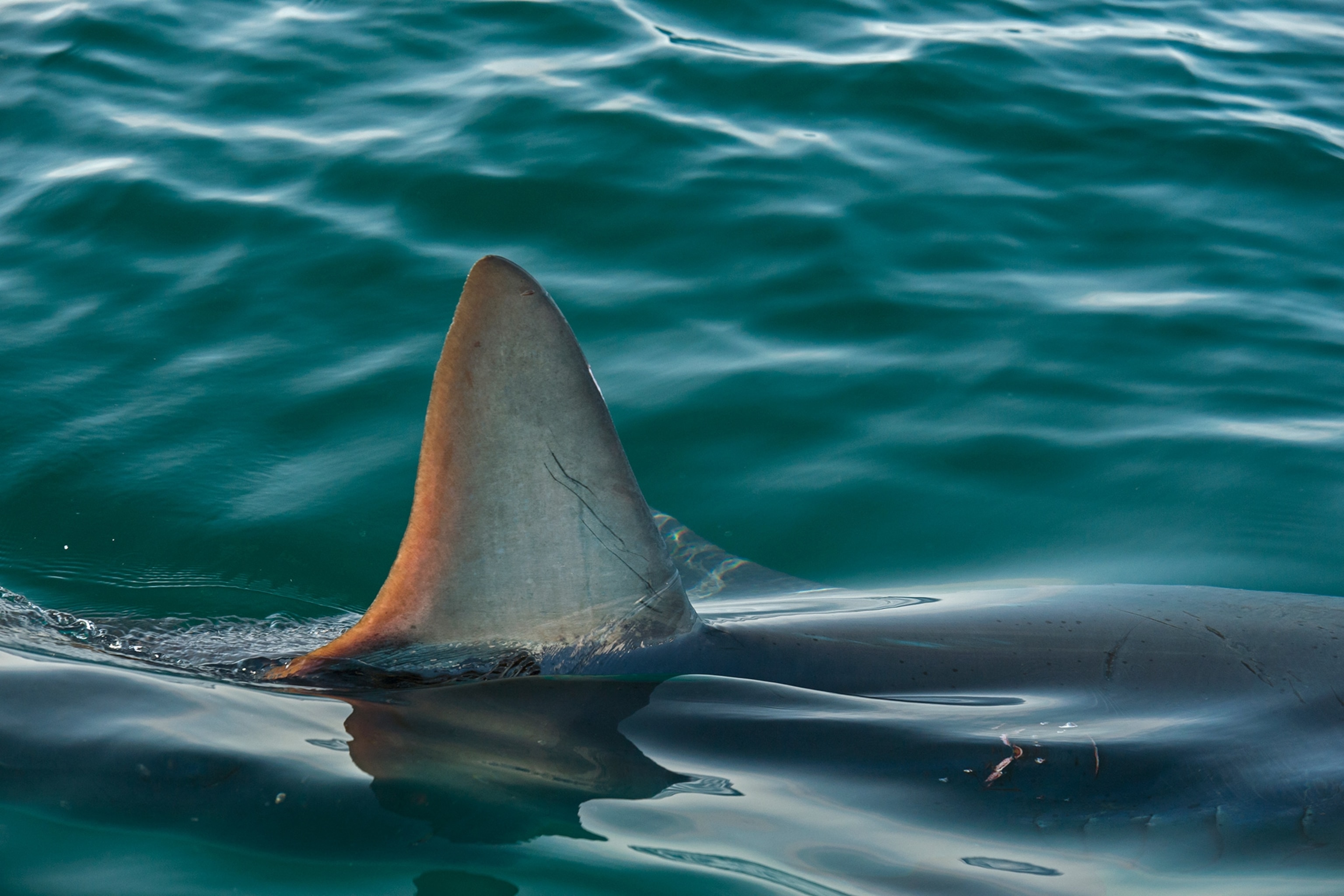a shark fin