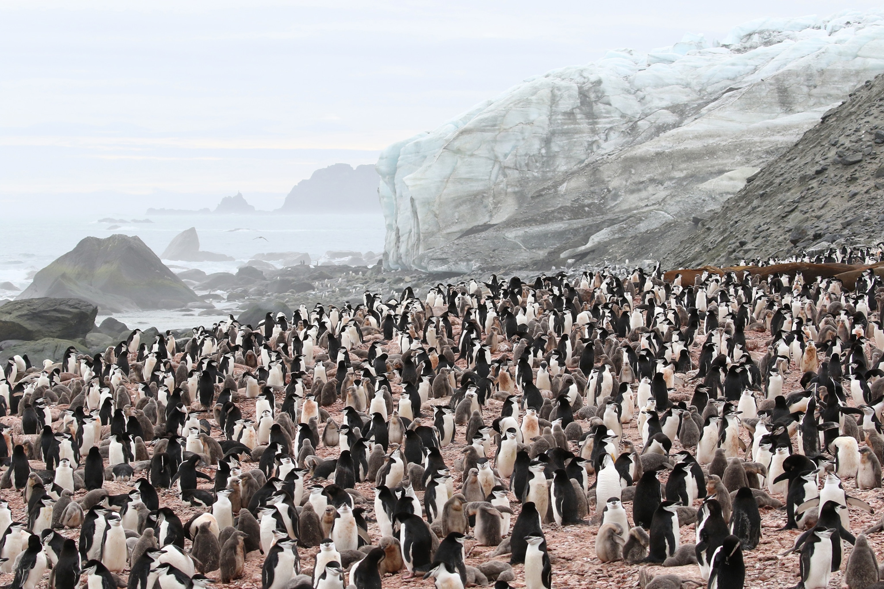 chinstrap penguins