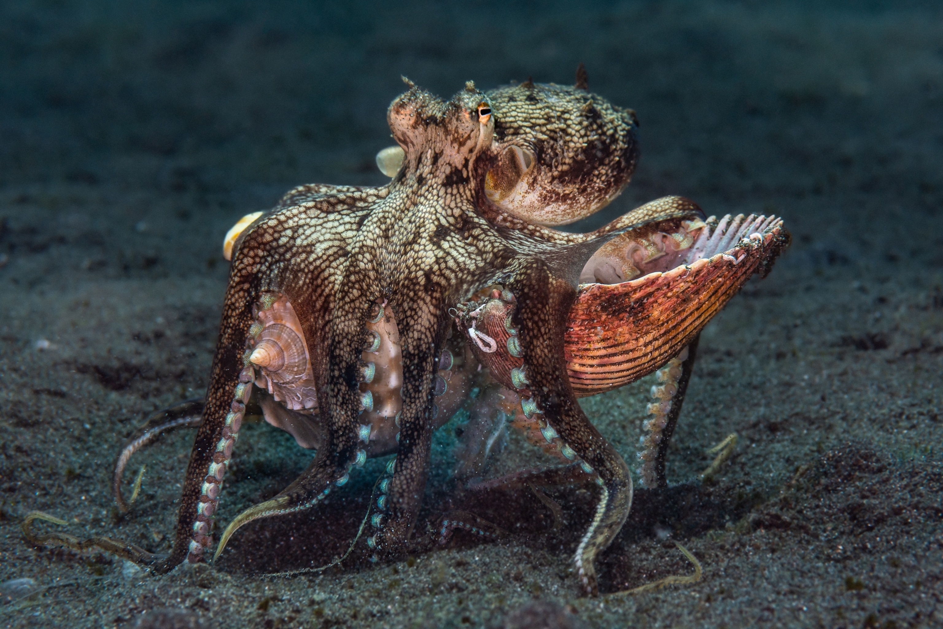 Octopus caring two seashells.