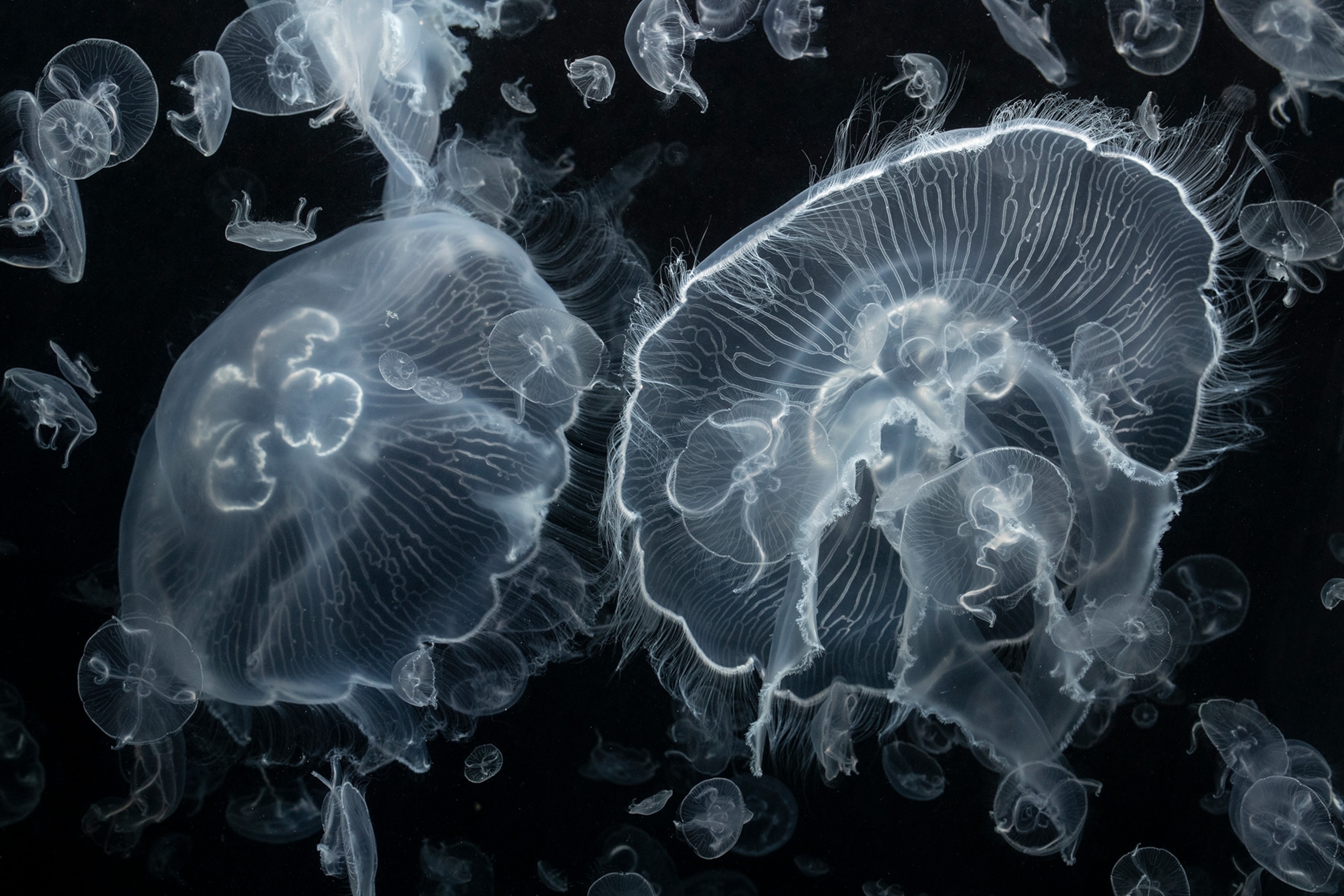 a jellyfish