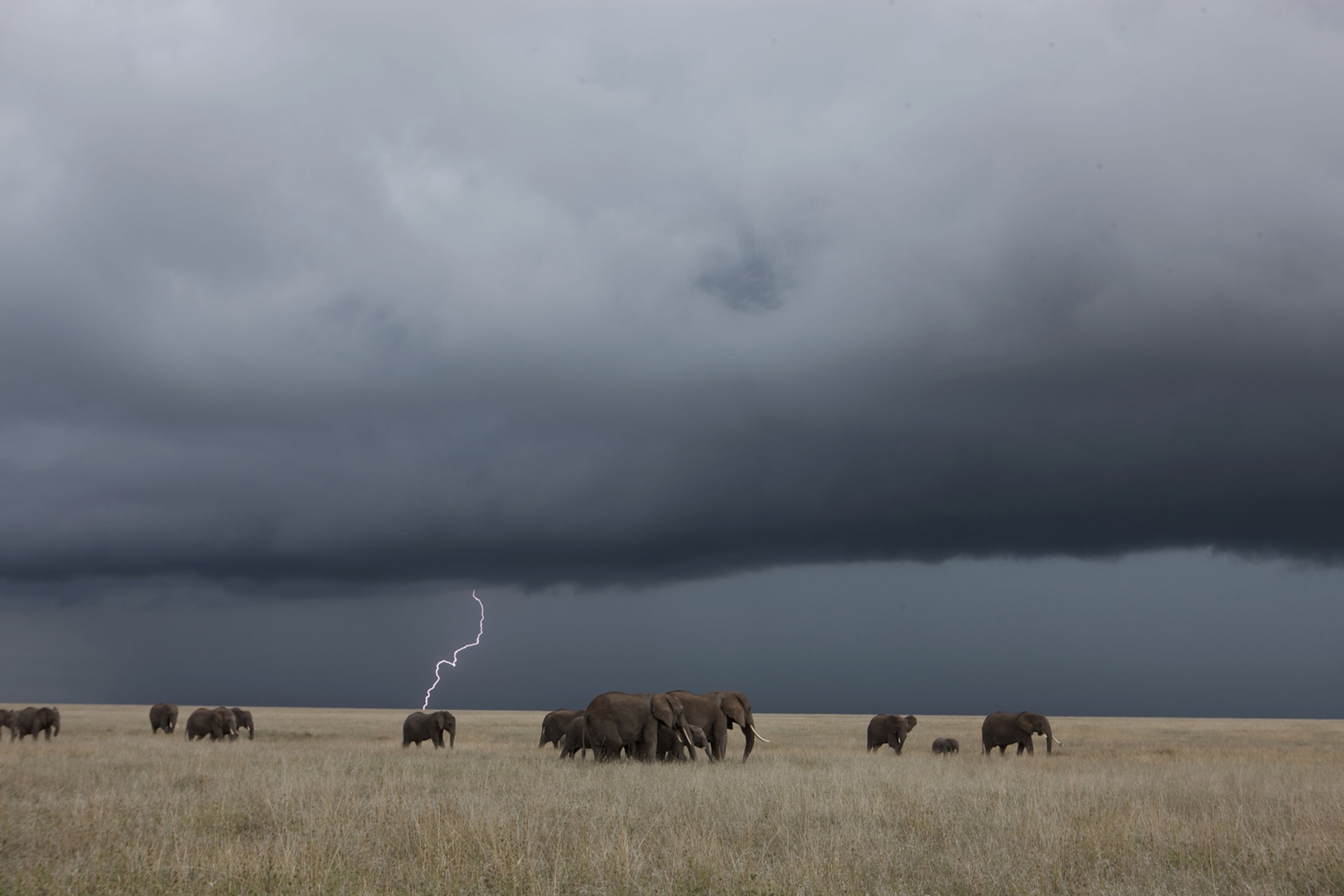 Elephants walk across a a vast plain storm clouds fill the sky as one bolt of lighting strikes the ground.
