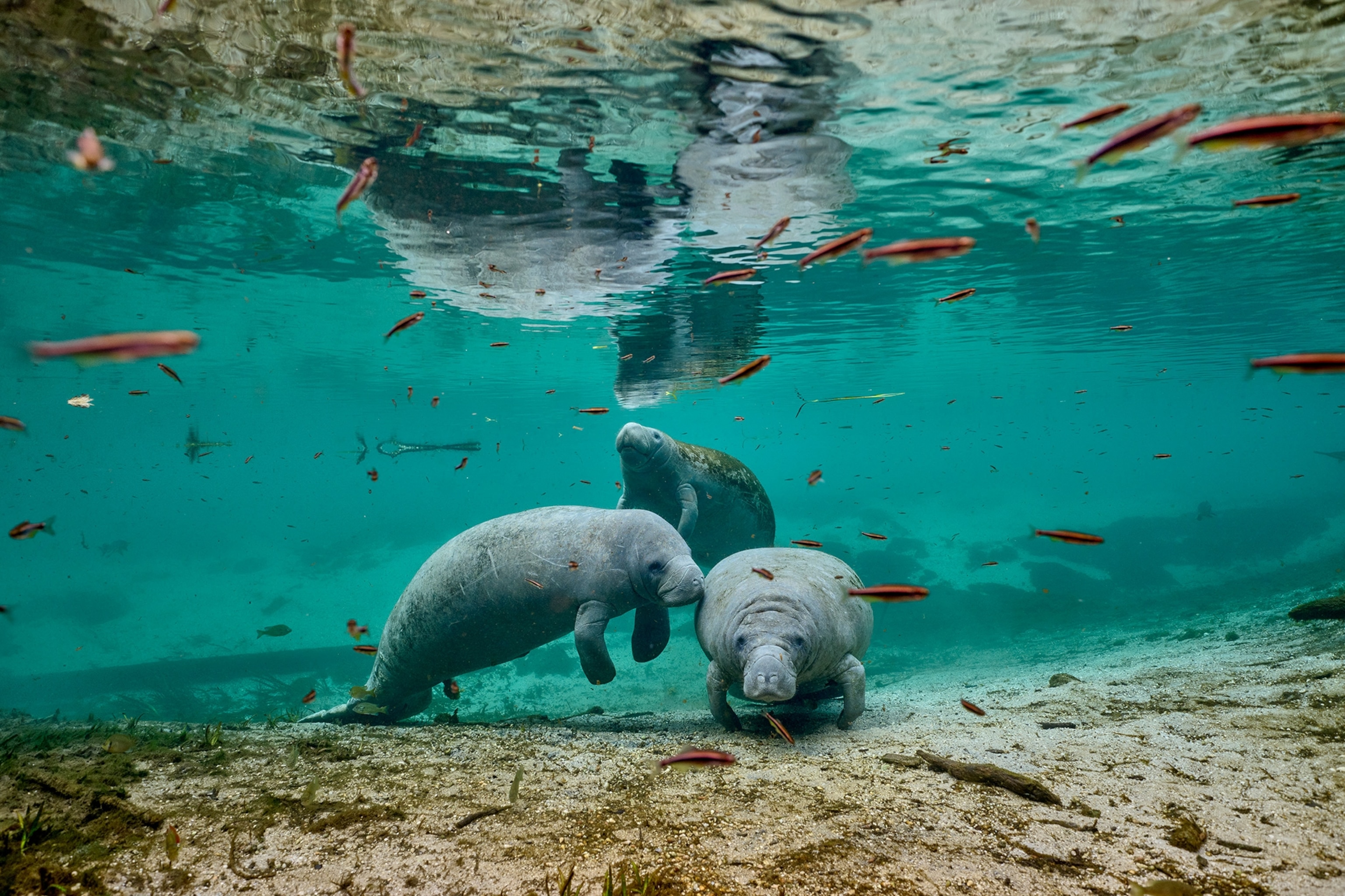 A group of Manatees in clear water swimming together.