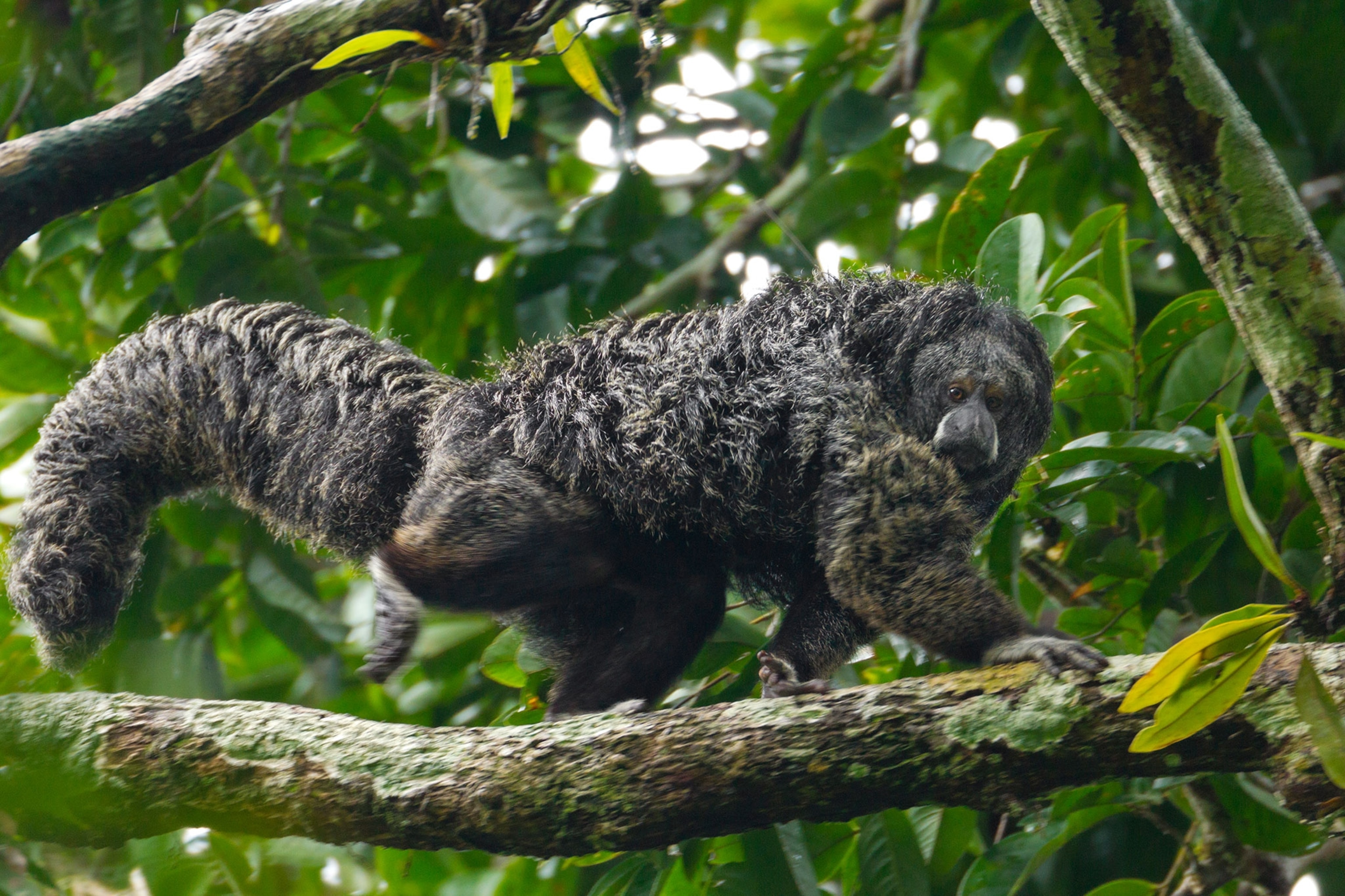 an equatorial saki